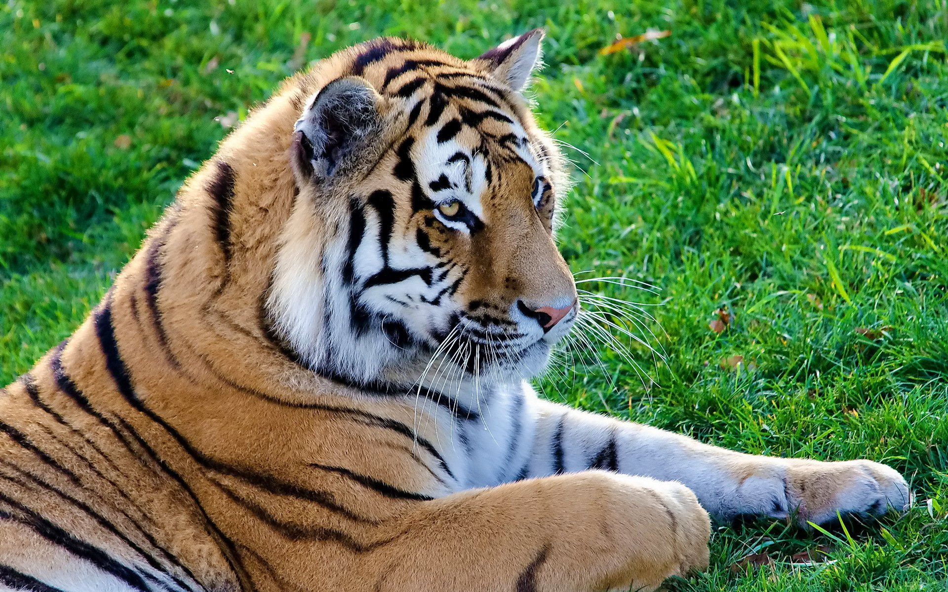 tiger schnauze liegt schnurrbart streifen auf dem rasen