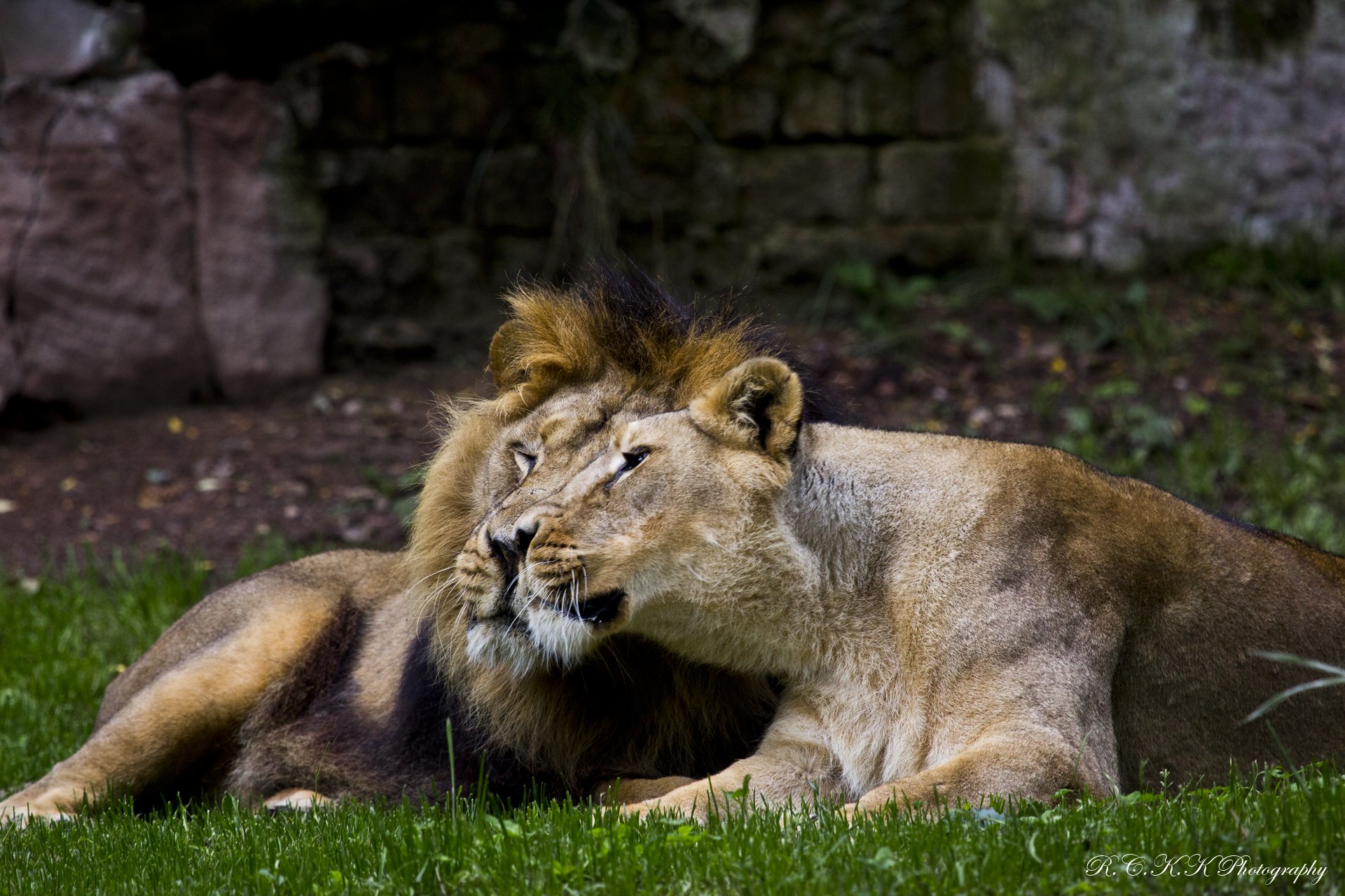 lion lions couple belette prédateur