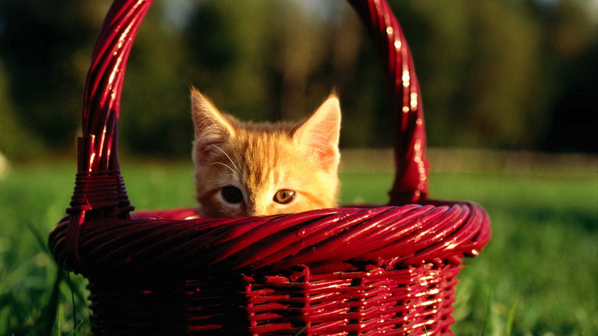 chaton panier peeping mignon