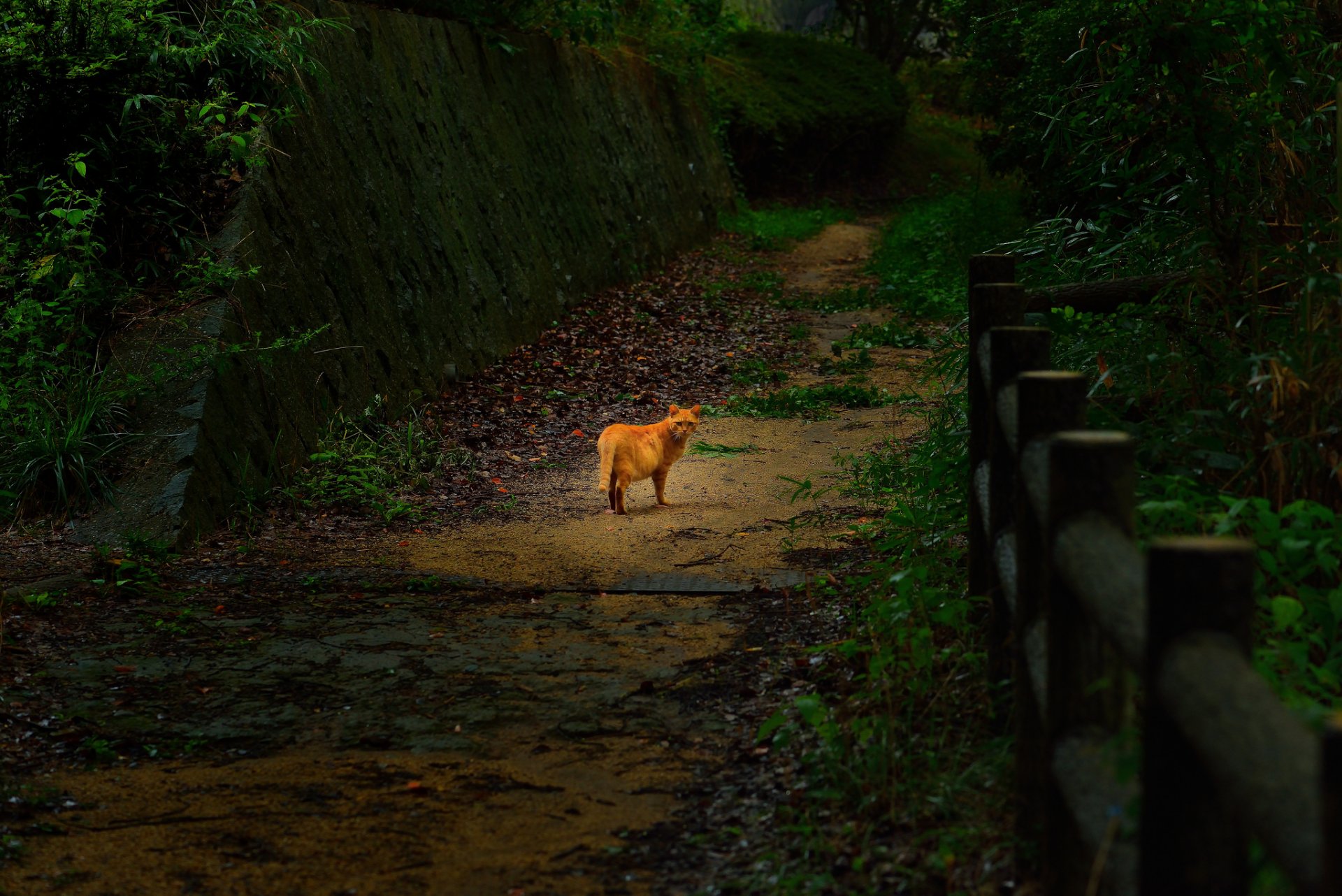 park fence road cat cat ginger