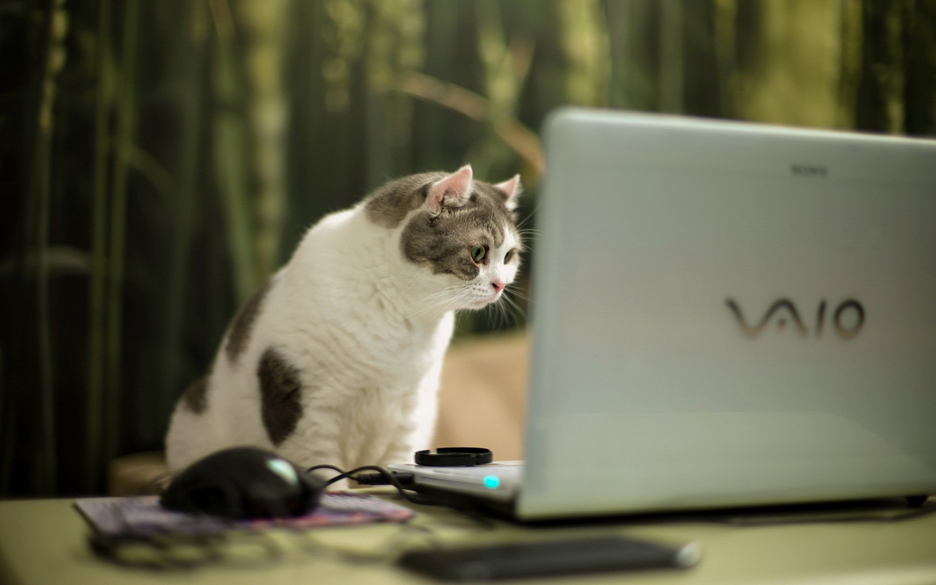 chat vue ordinateur portable