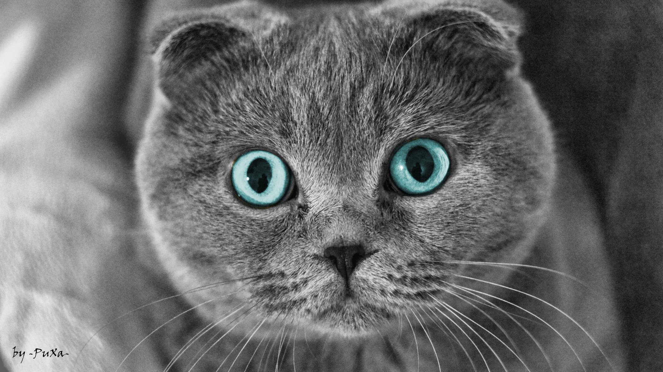 chat scottish fold yeux puxa