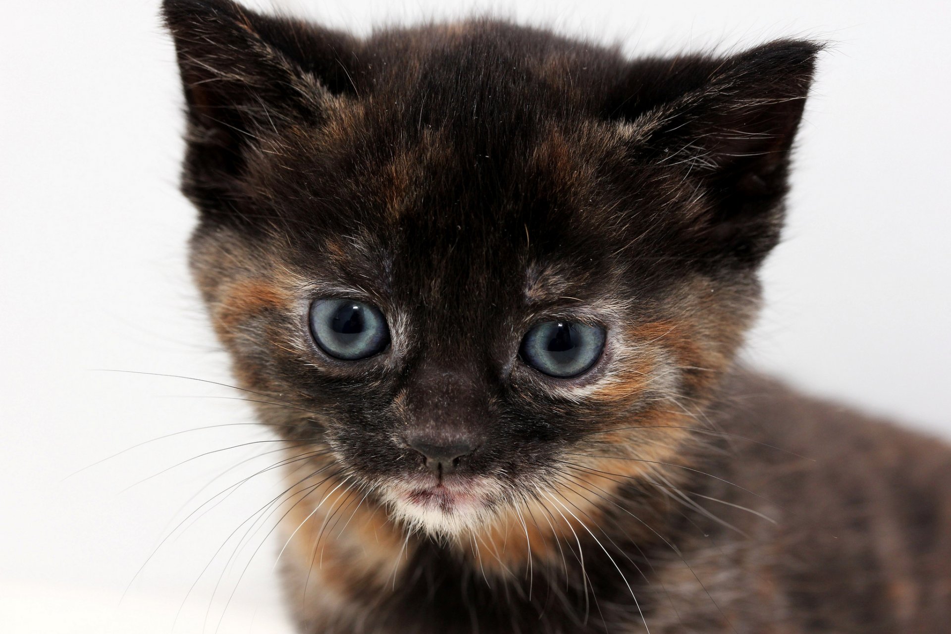 kitten tricolor blue eyes portrait