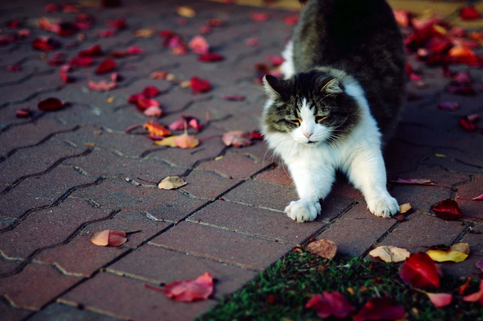 chat chat moelleux pattes tuile herbe feuilles automne