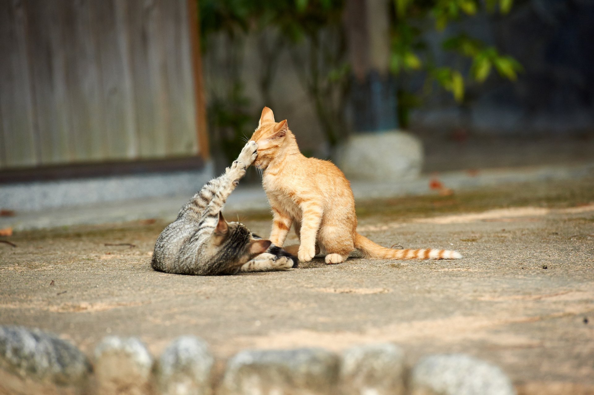 chats chatons jeu rue