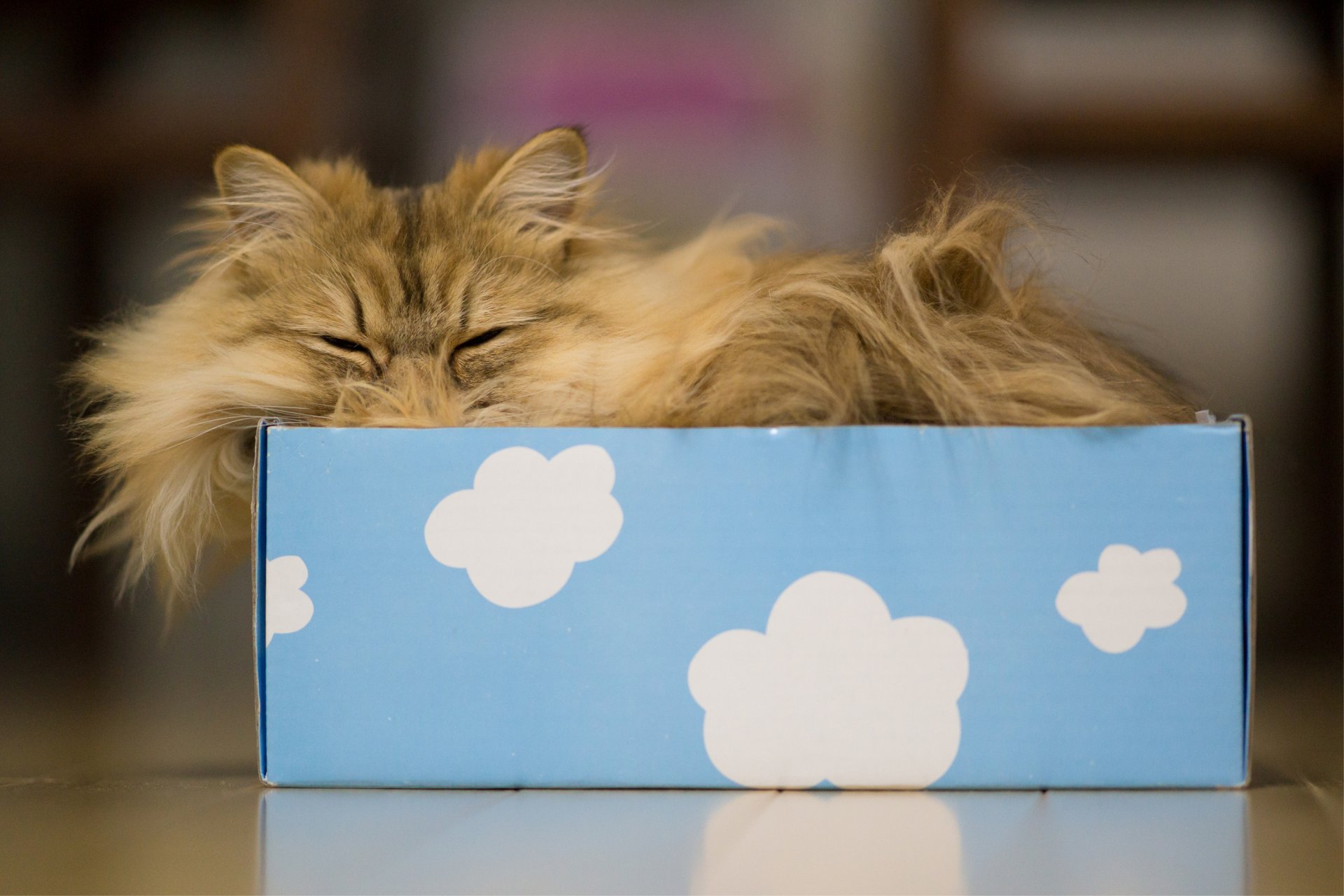 daisy benjamin torode ben torode cat box clouds sleeping