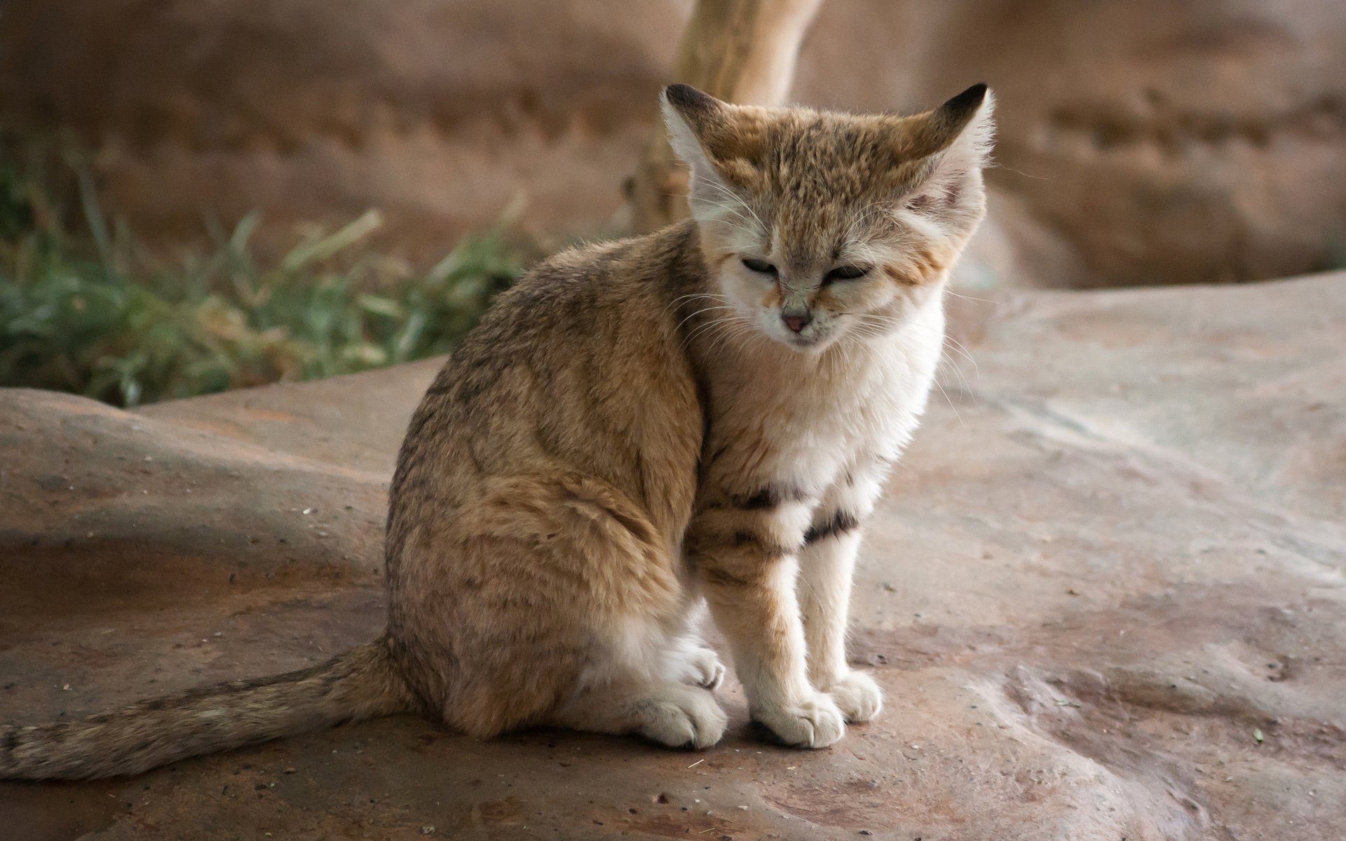 chat sauvage prédateur pierre endormi