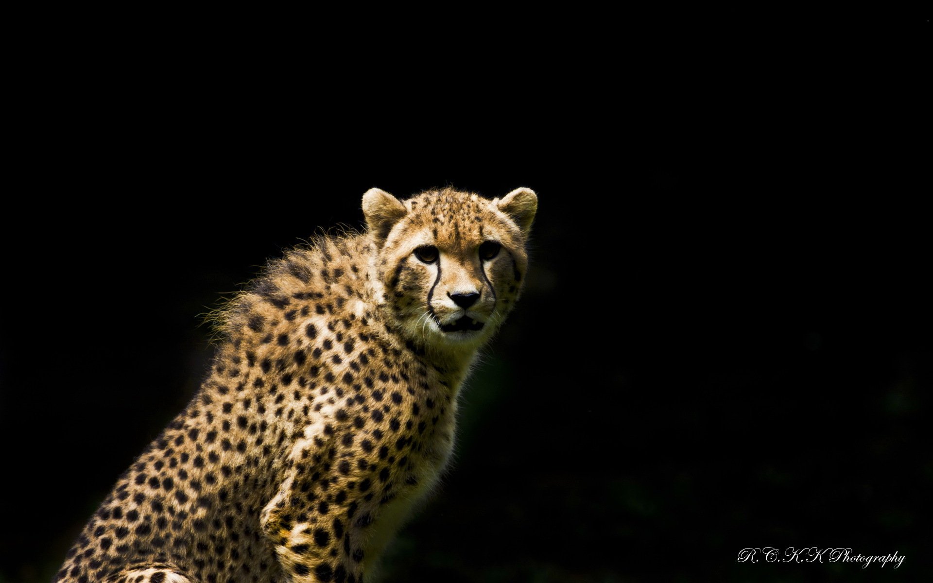 guépard prédateur vue