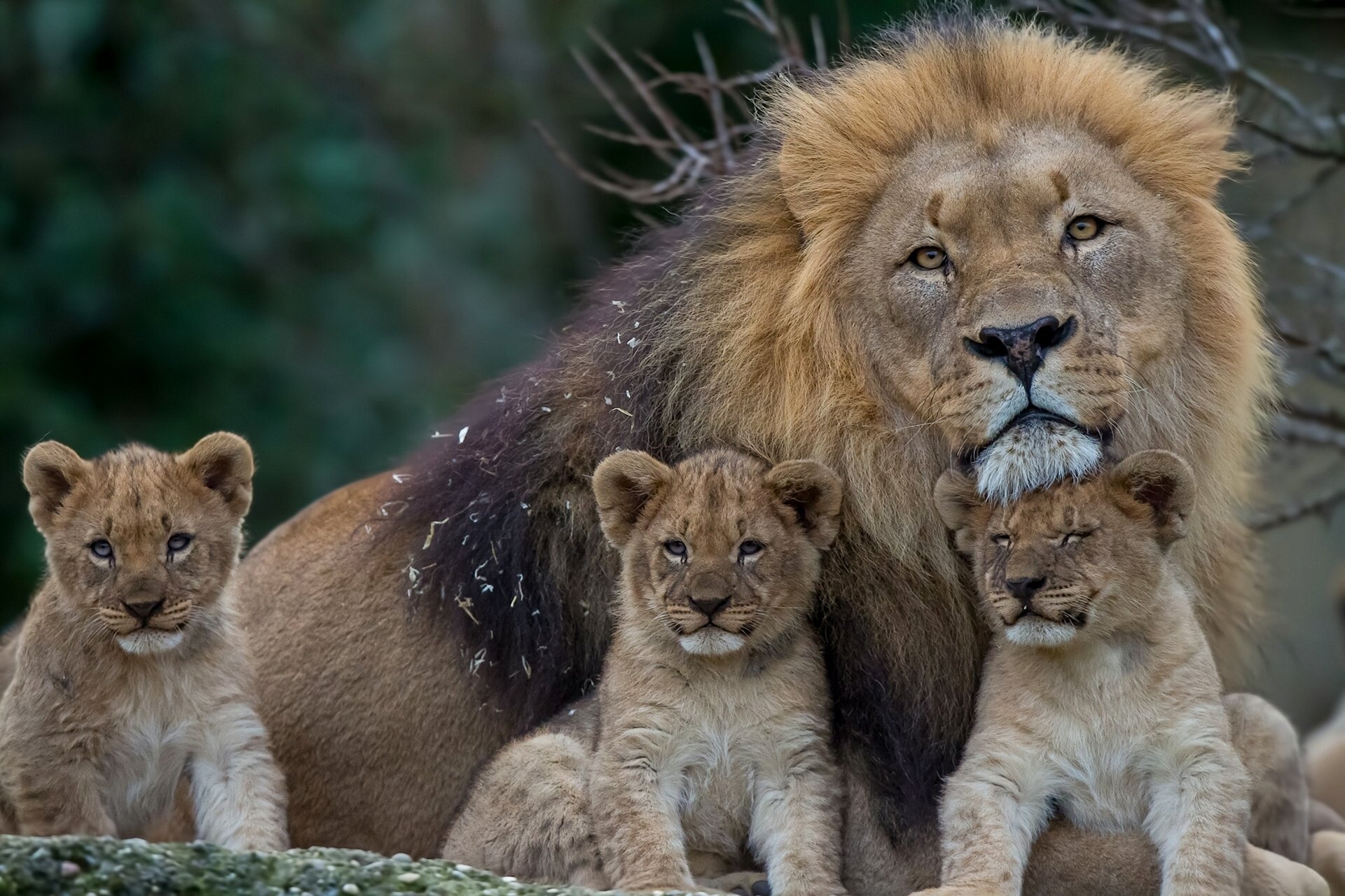 löwen löwe löwe kätzchen jungtiere vaterschaft mähne