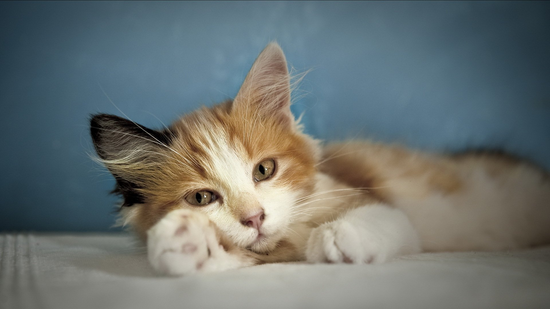 katze kätzchen gefleckt liegt