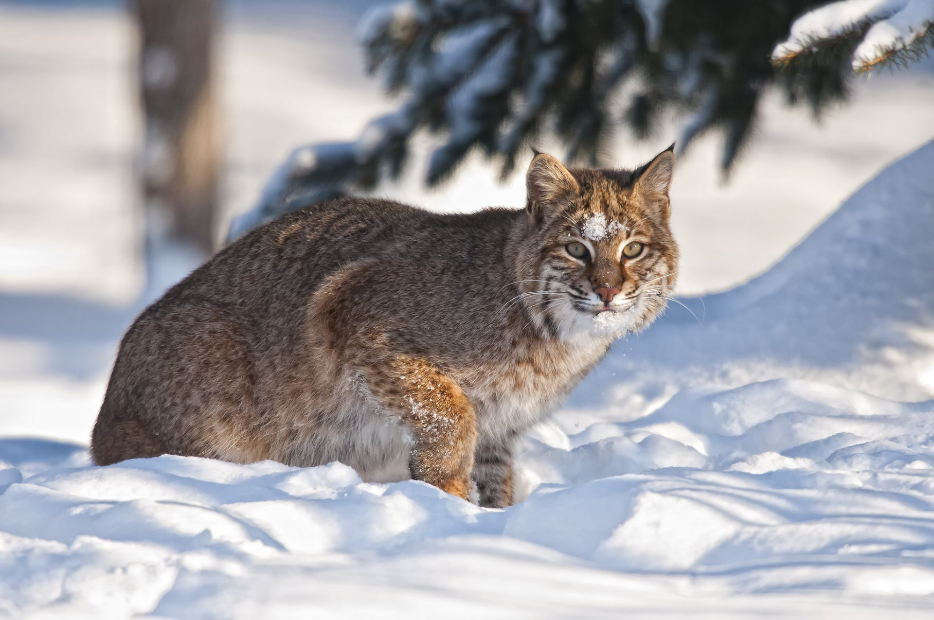 lynx snow winter