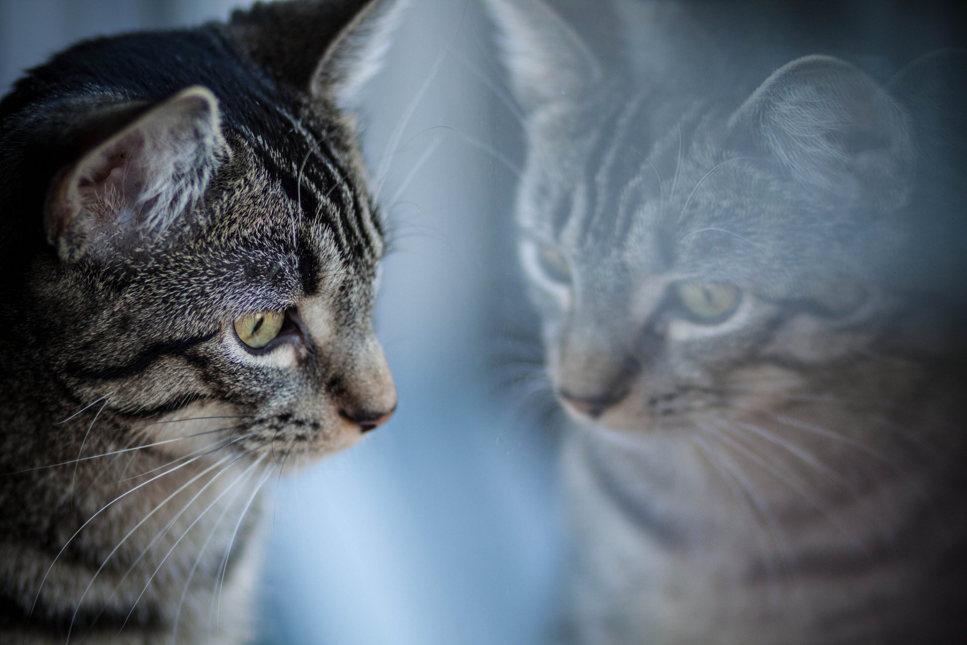 chat gris rayé réflexion