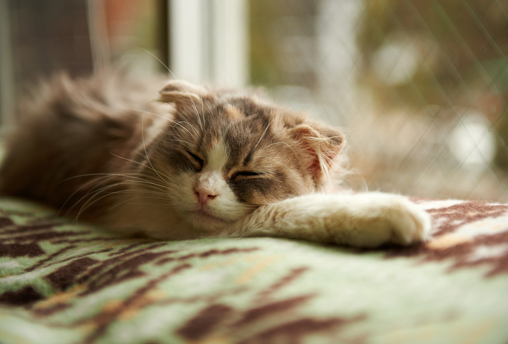 gato dormir dormir manta ventana