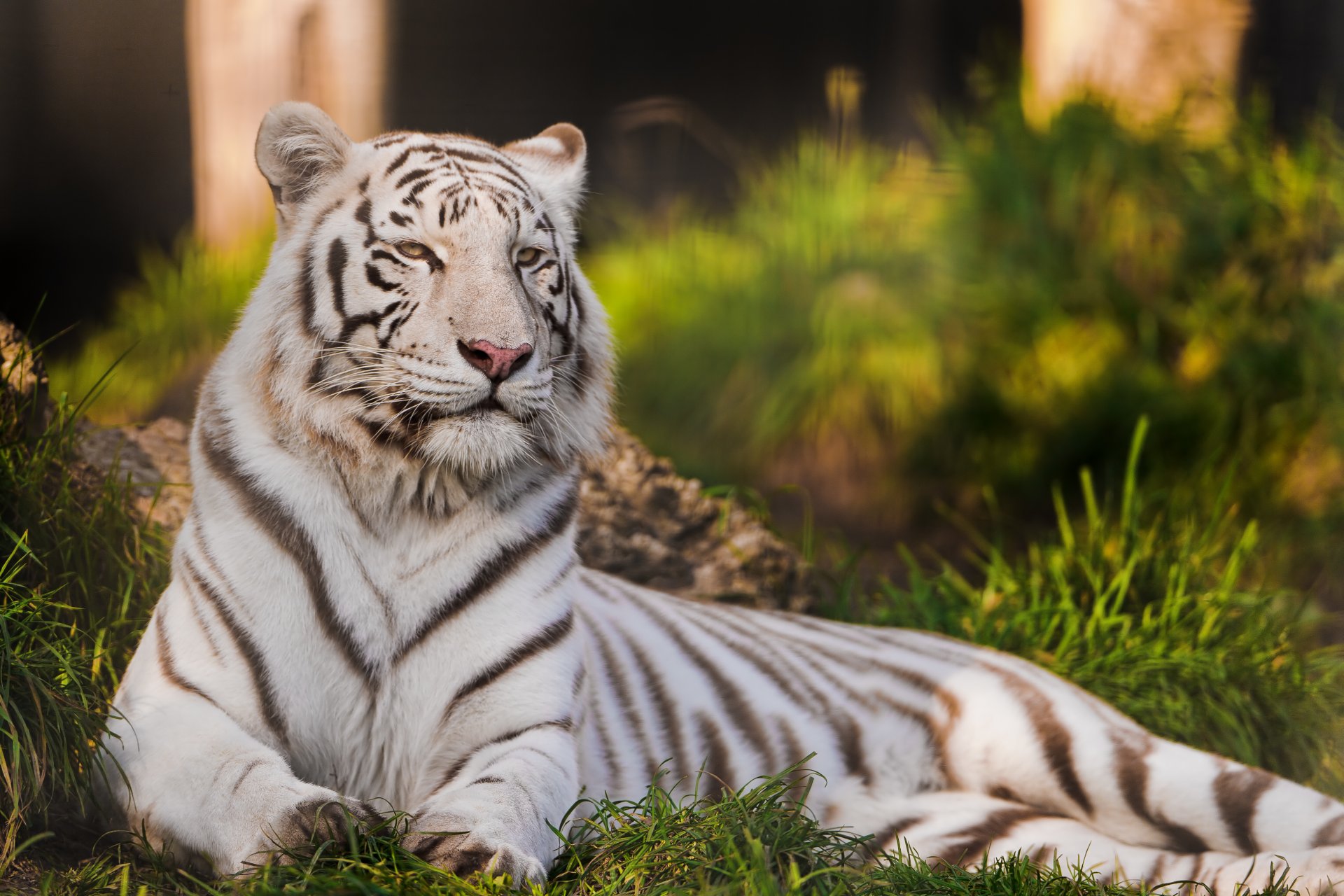 tigre tigre blanc chat prédateur