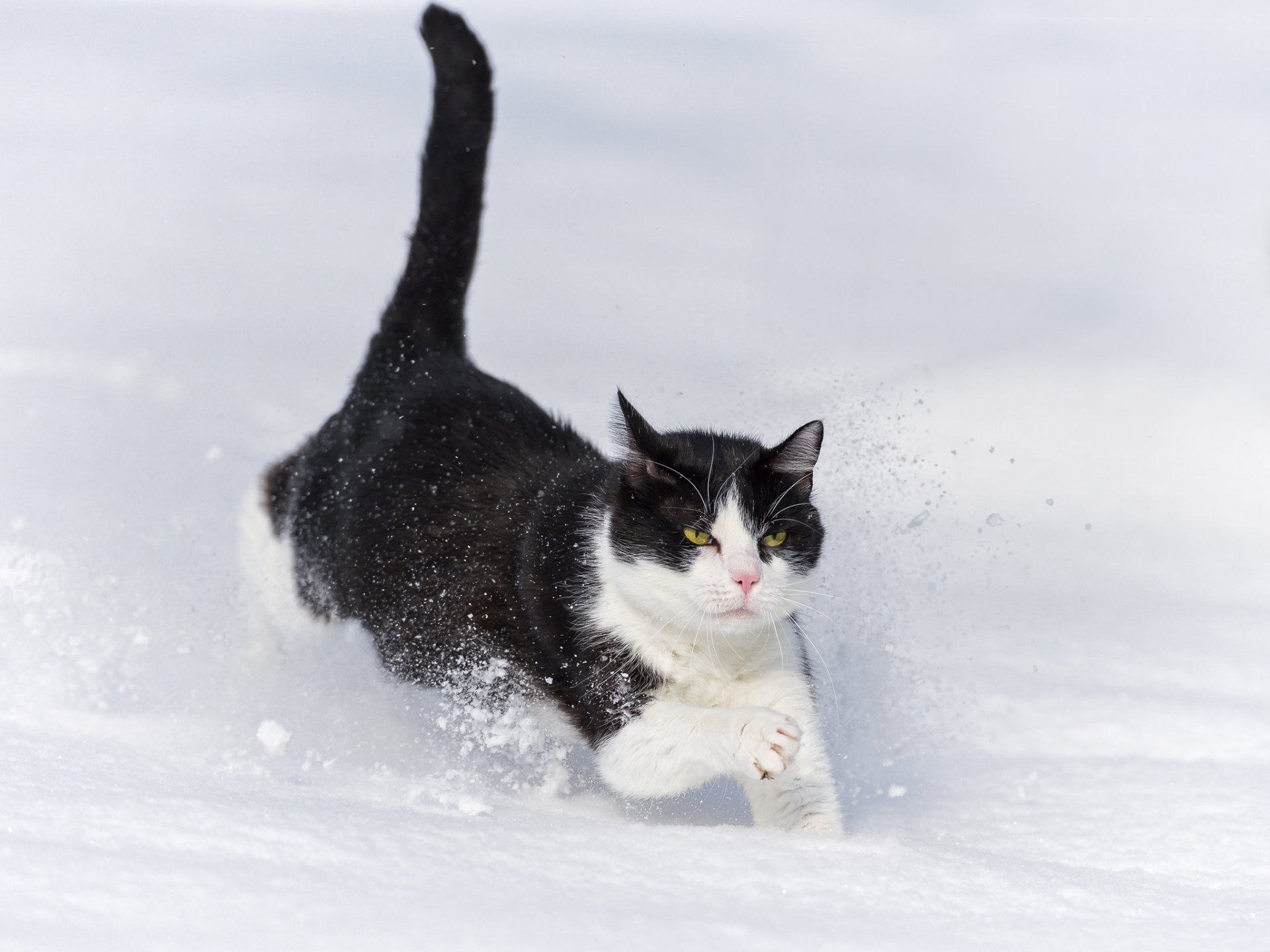 katze katze schnee winter läuft schneeverwehungen ©tambako der jaguar