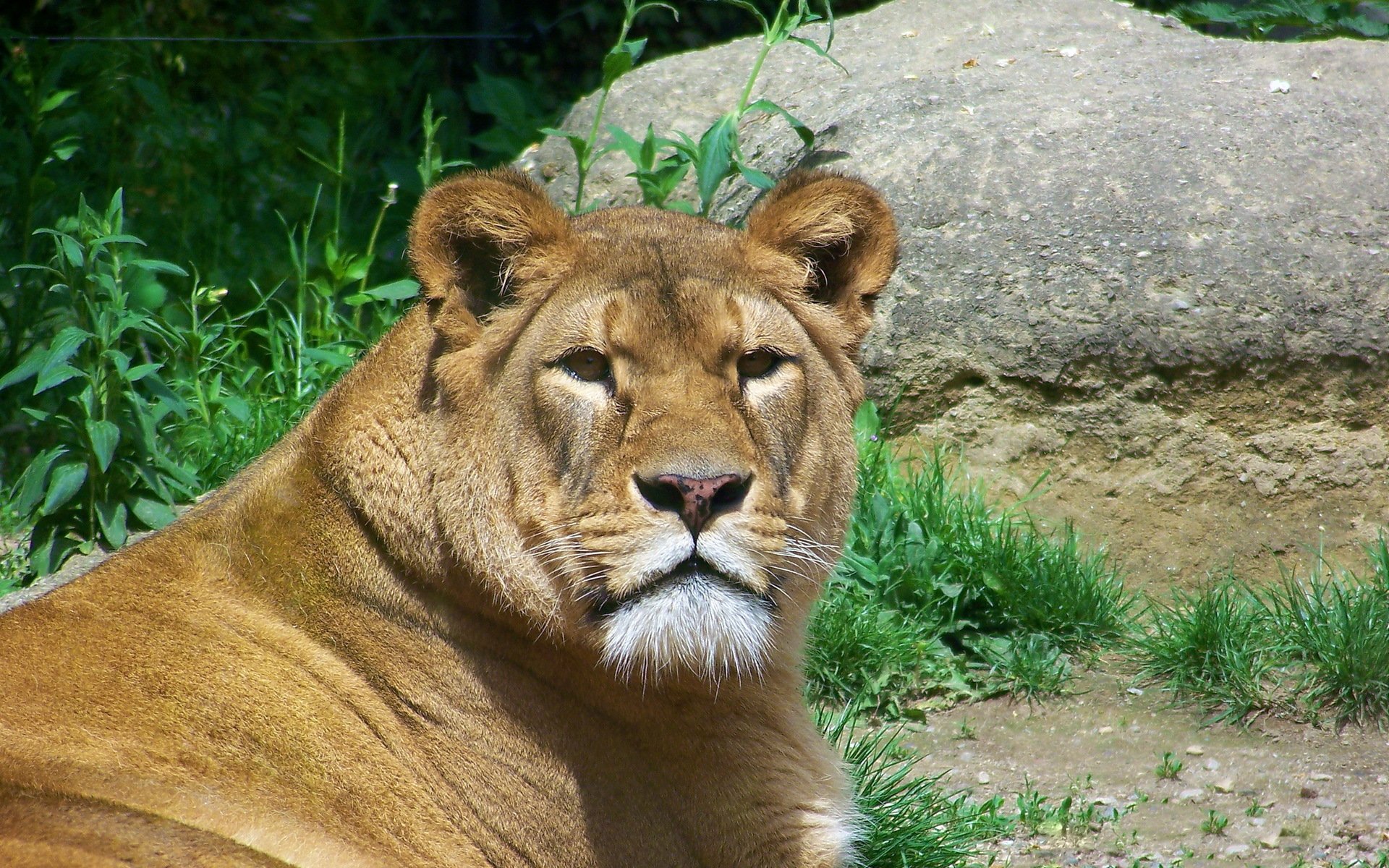 leone leonessa muso sguardo predatore