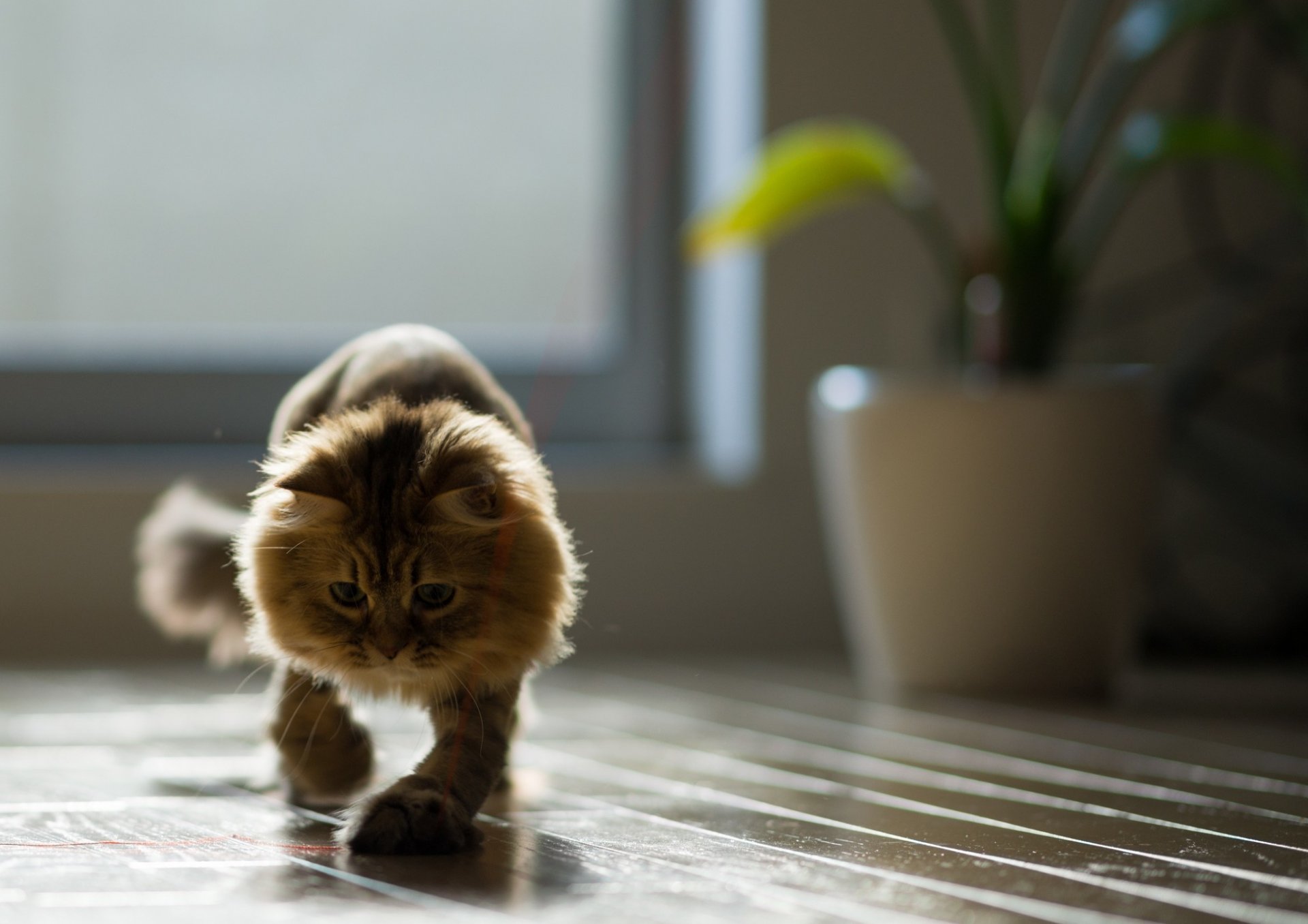 margherita benjamin torod ben torod gatto pavimento casa filo gioco tavole