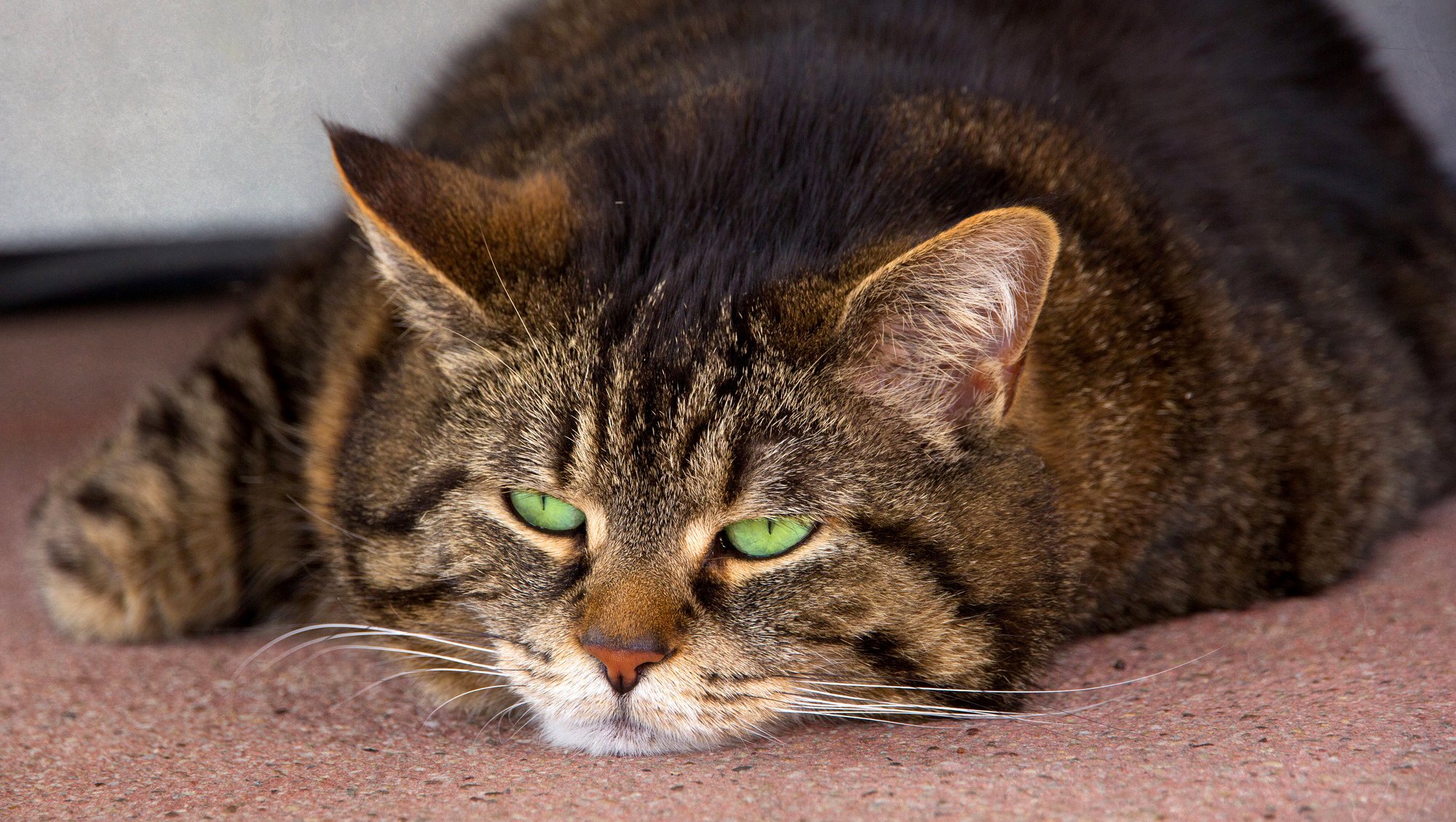 chat rayé chat se trouve yeux vert museau moustache oreilles