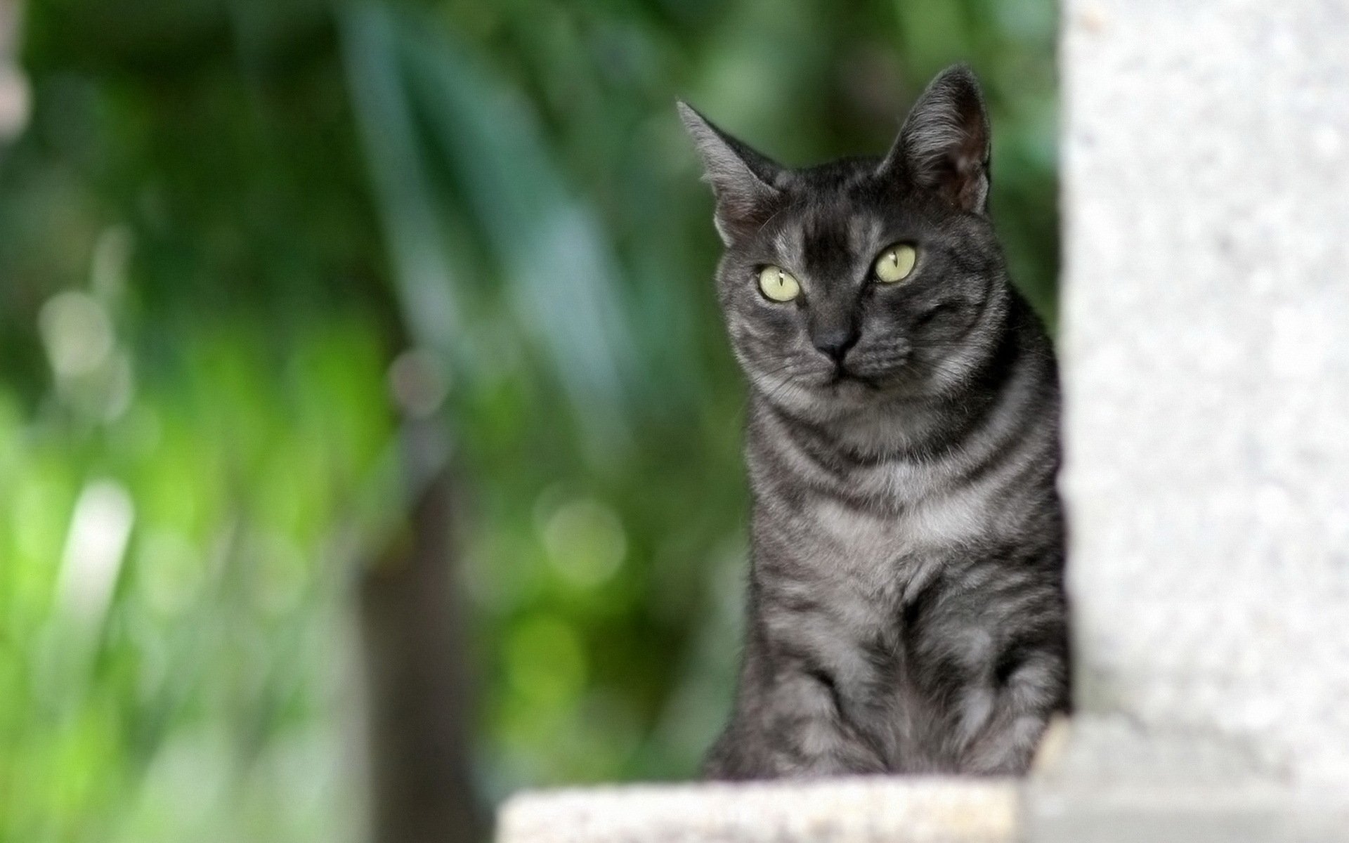 katze grau gestreift sitzen grüner hintergrund