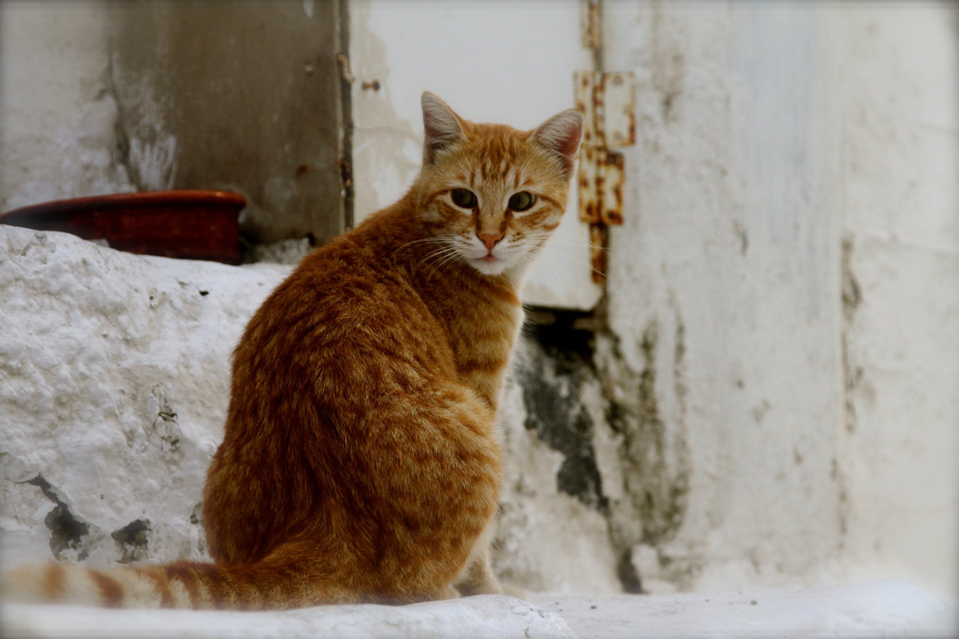 chat chat rouge rue arrière-plan