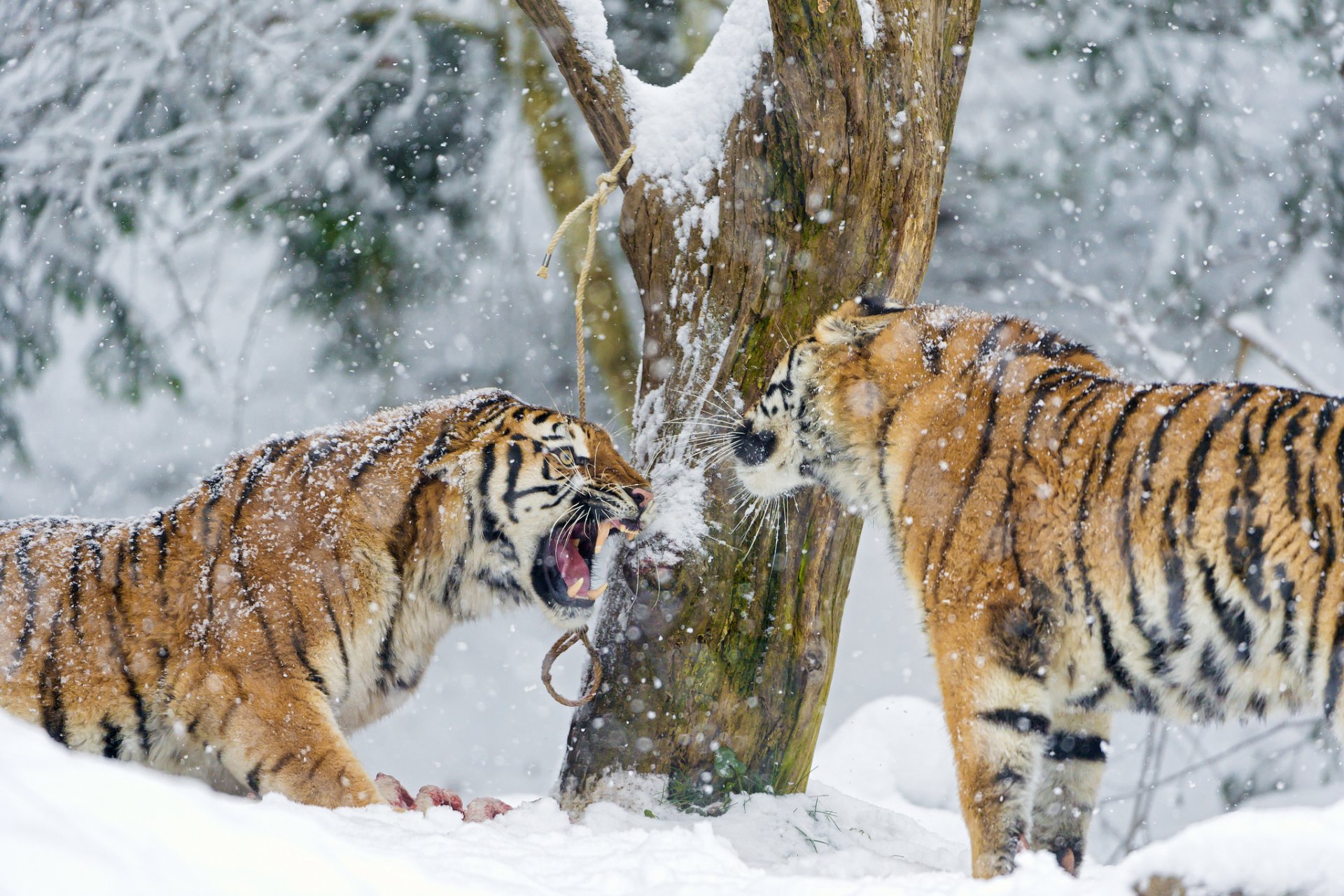 amur-tiger große katze raubtier paar eckzähne schnee winter baum