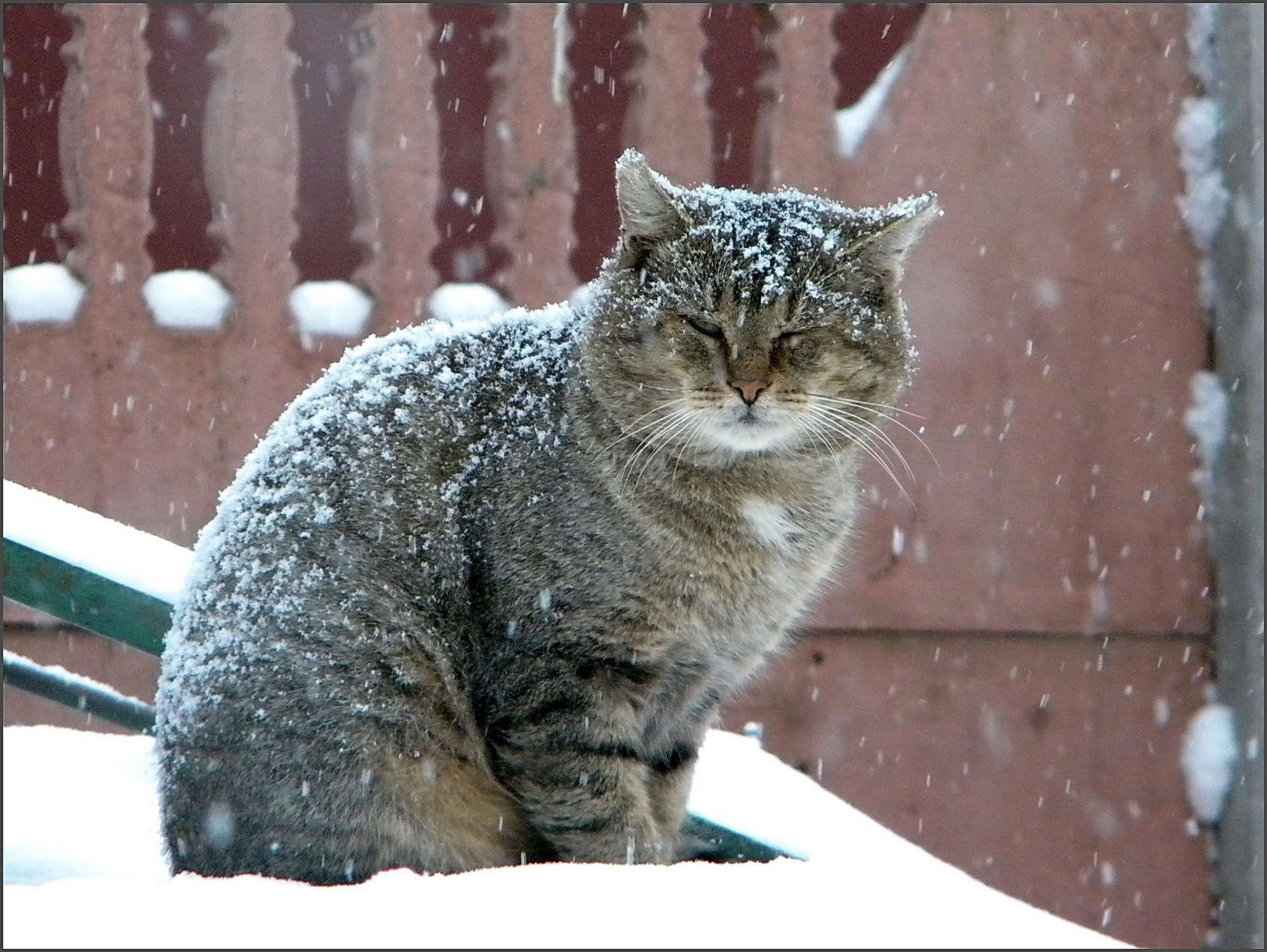 cat large grey winter snow