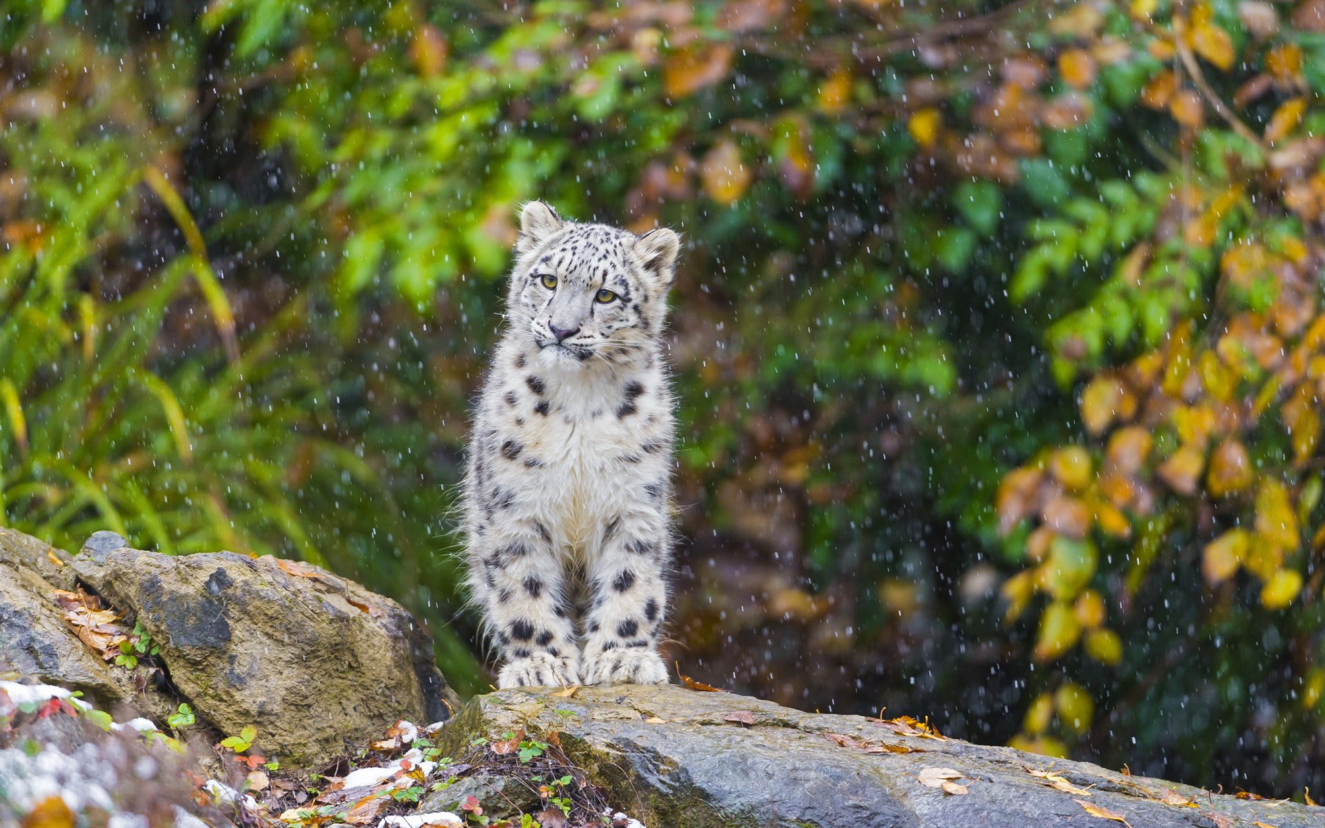 léopard des neiges irbis neige