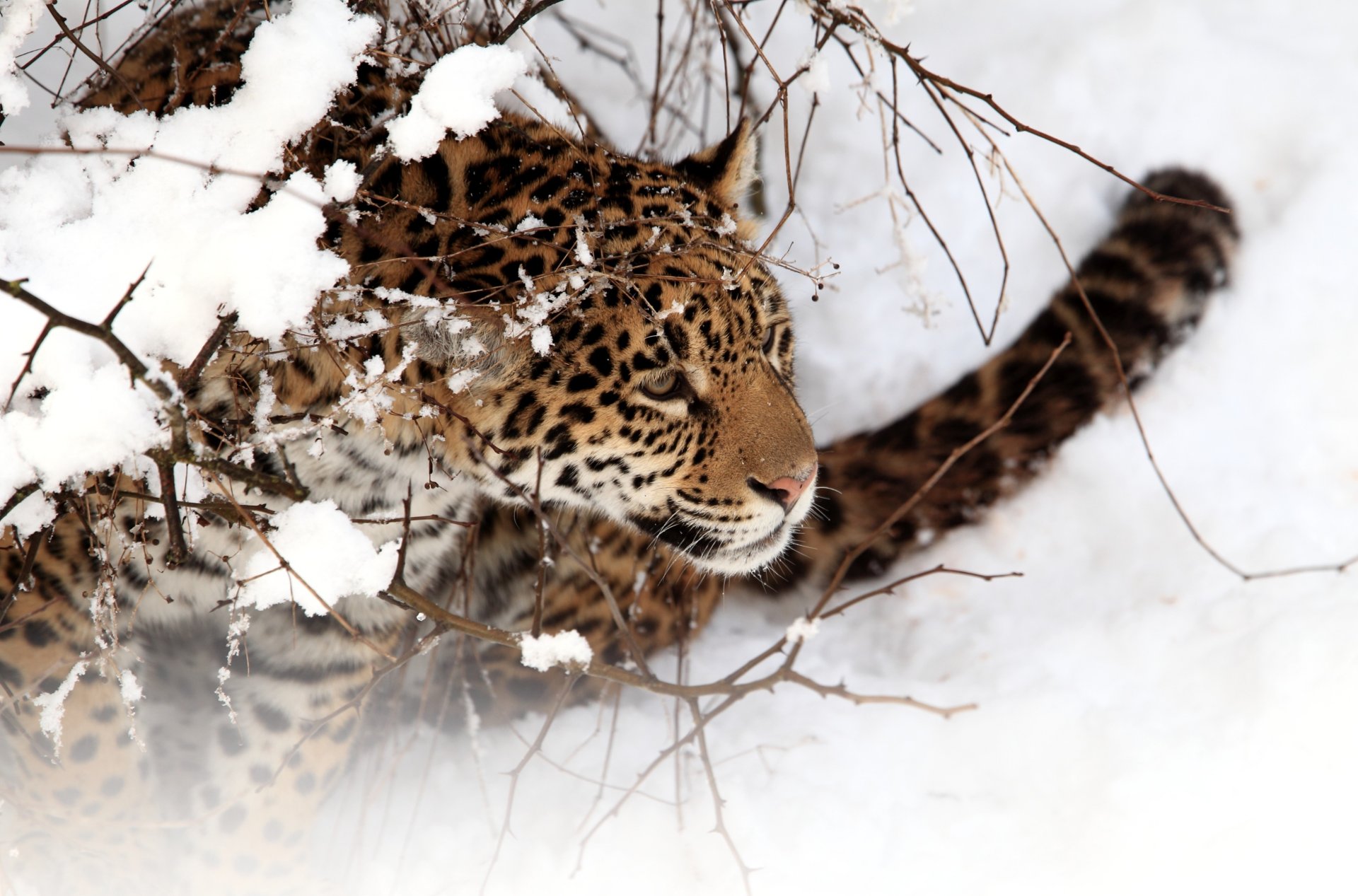 jaguar neige hiver chat