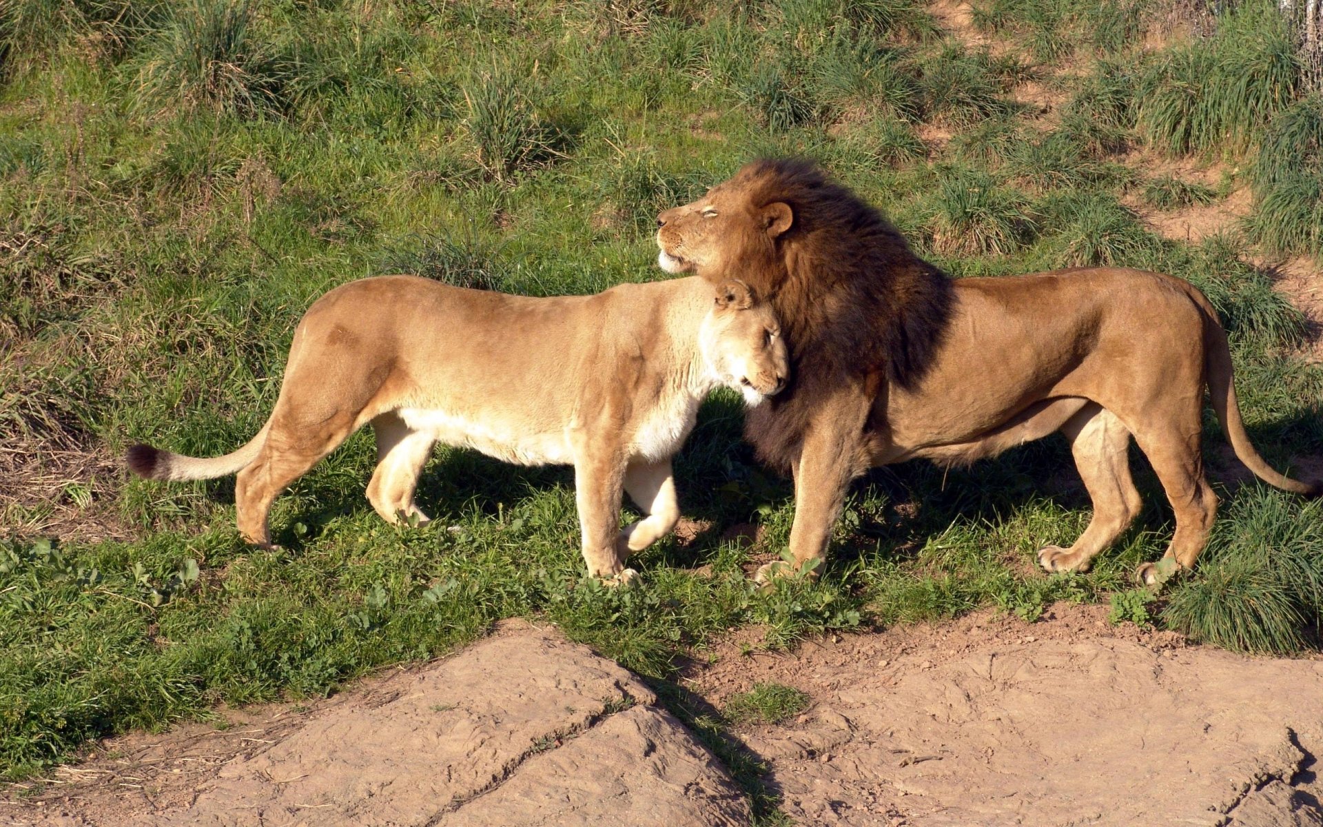 sabana hierba leones ternura caricia amor