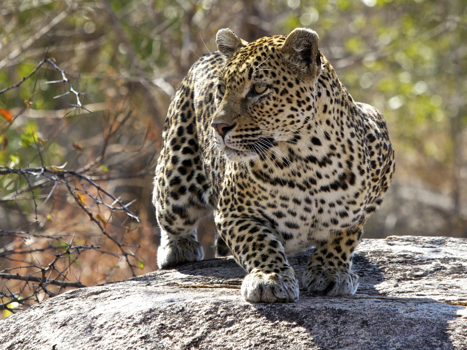 leopard raubtier katze