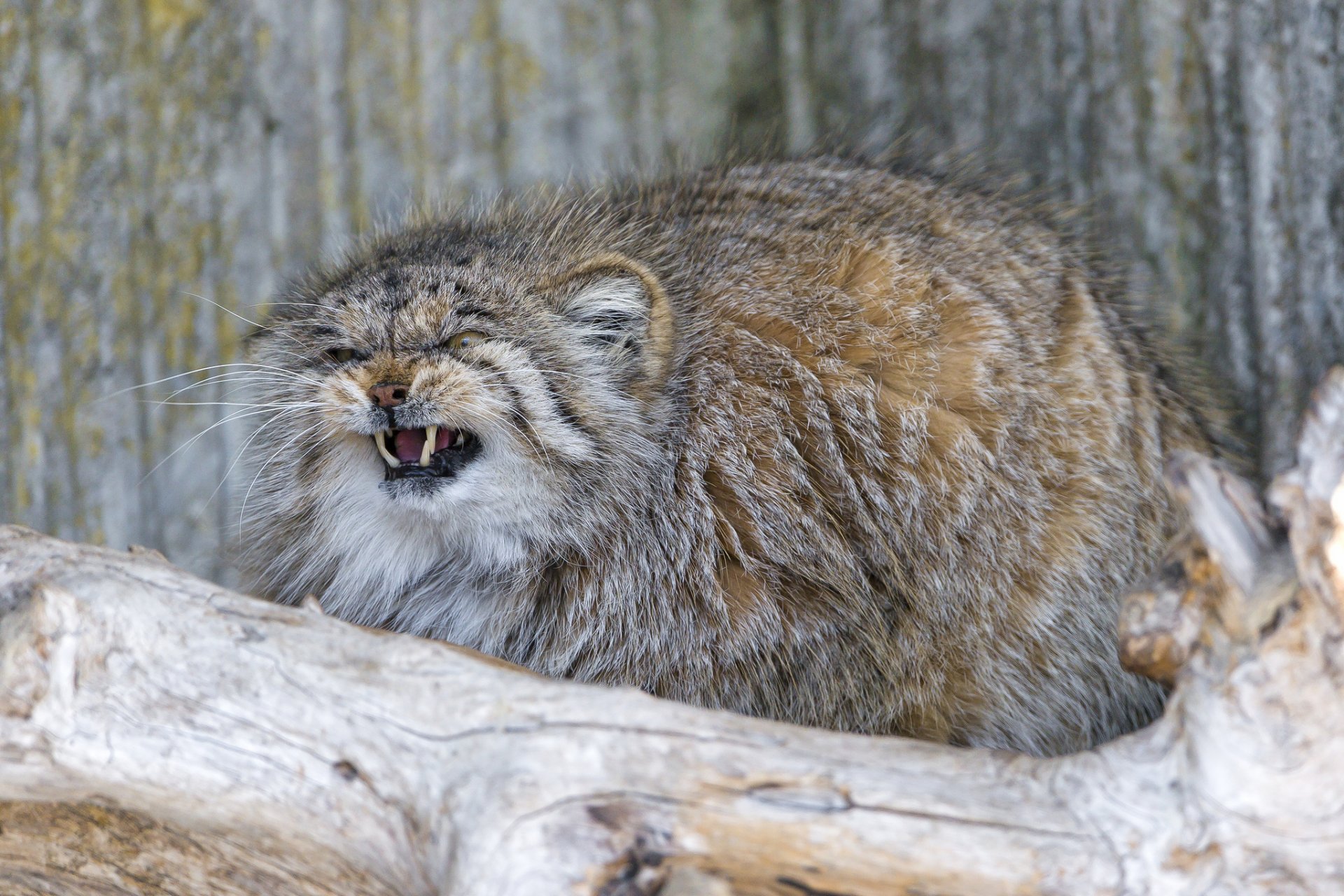 manul chat crocs en colère moelleux ©tambako the jaguar