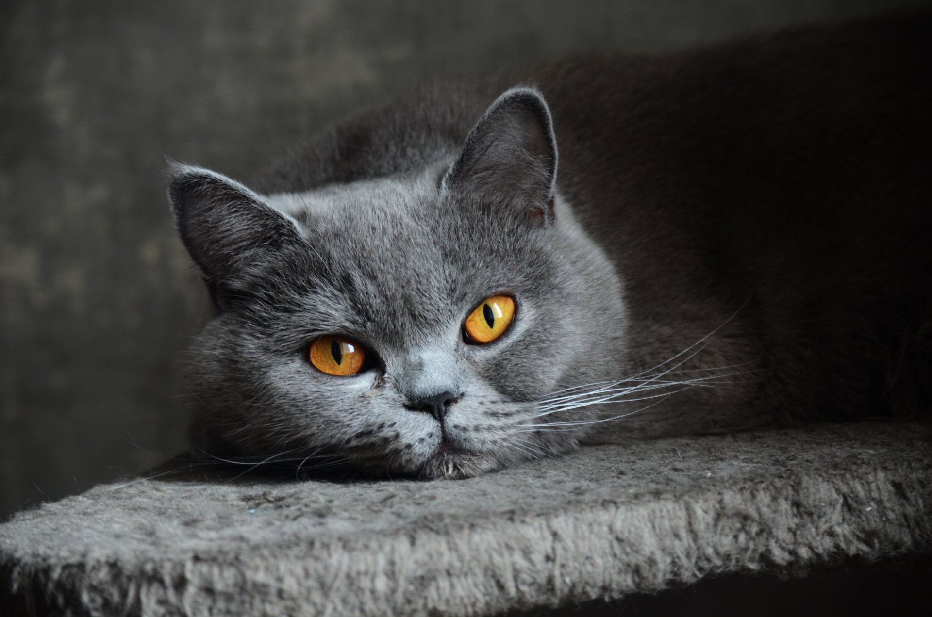 gato gris británico ojos pelo corto azul mirada