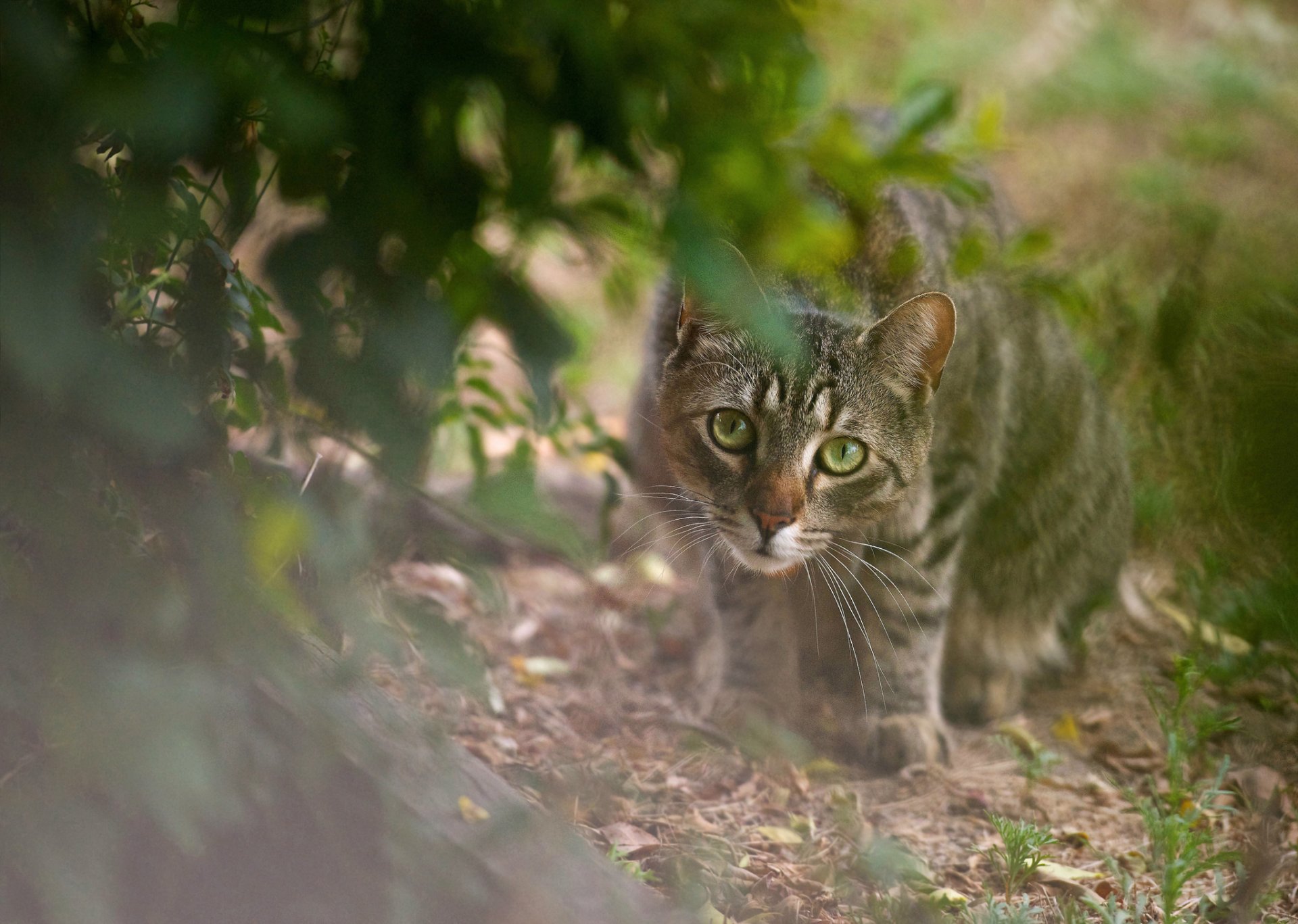 arbusto hojas gato gris mirada depredador