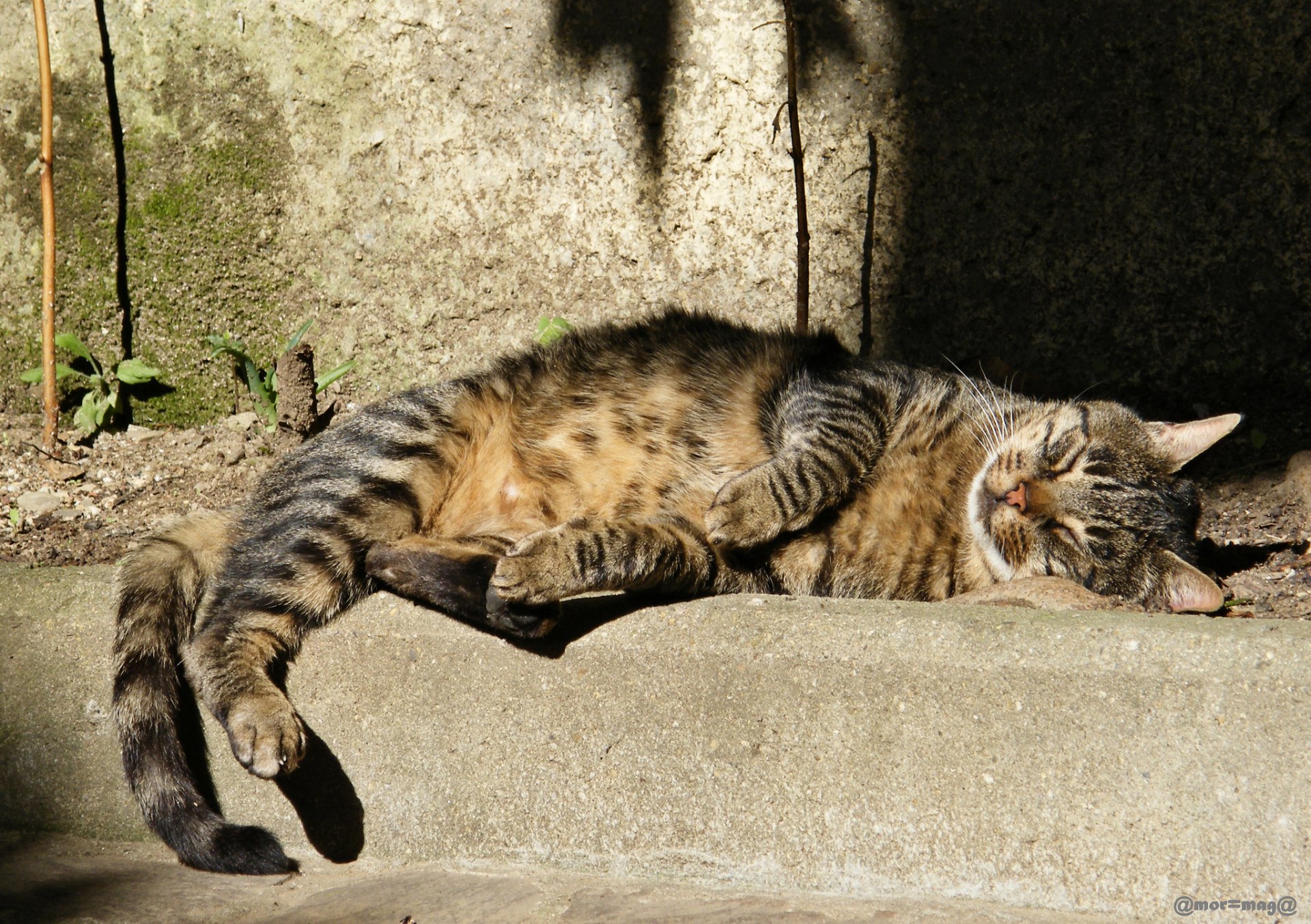 cat grey striped street sleeping