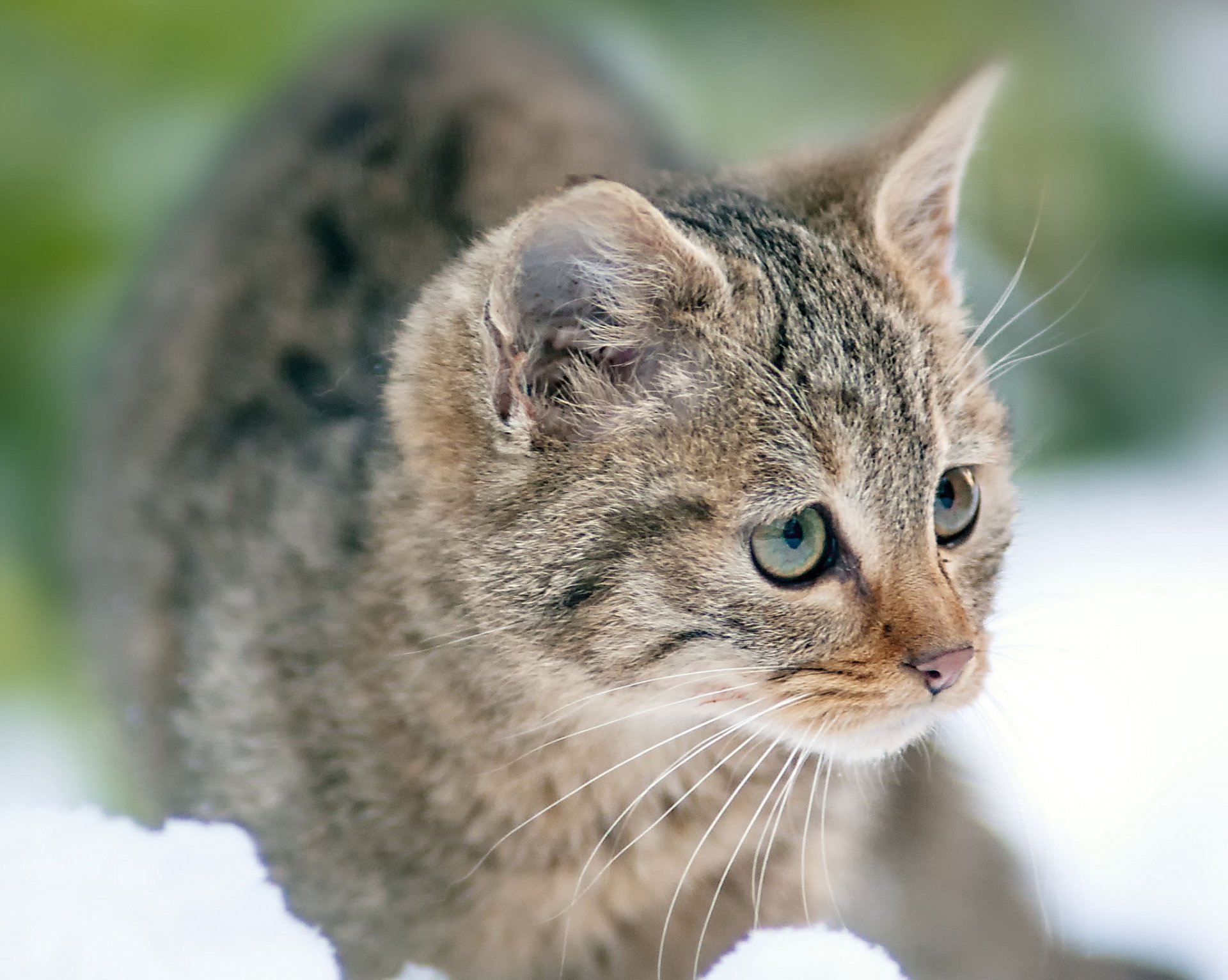 nieve gatito gris rayas