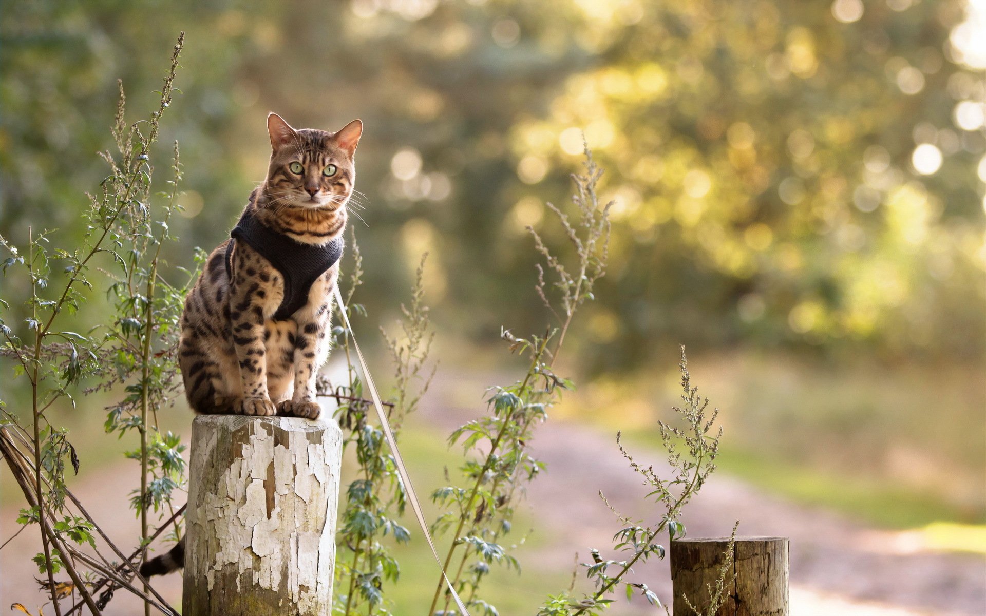 gatto vista natura