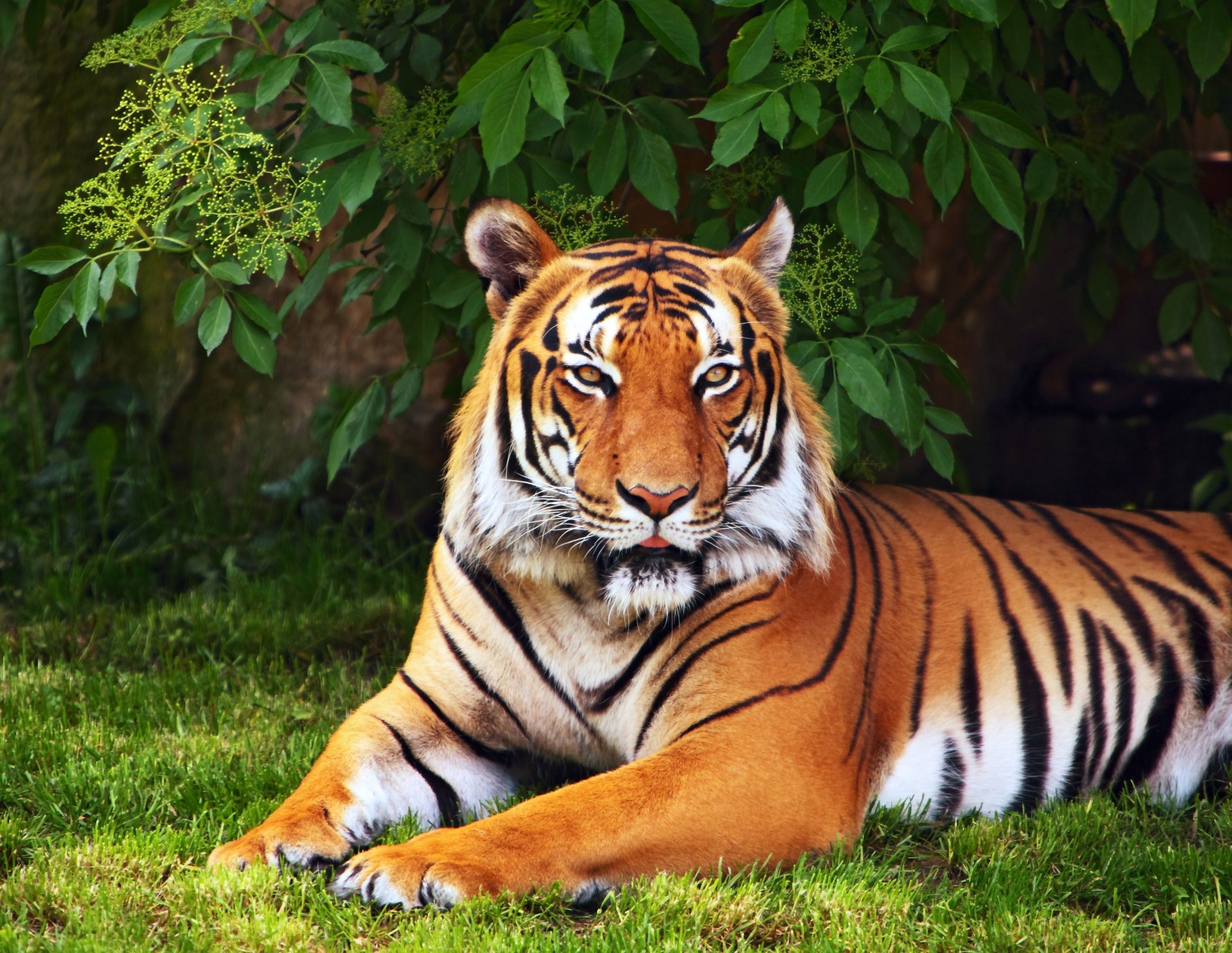 animals tiger tree leaves grass green wallpaper widescreen full screen hd wallpapers background fullscreen