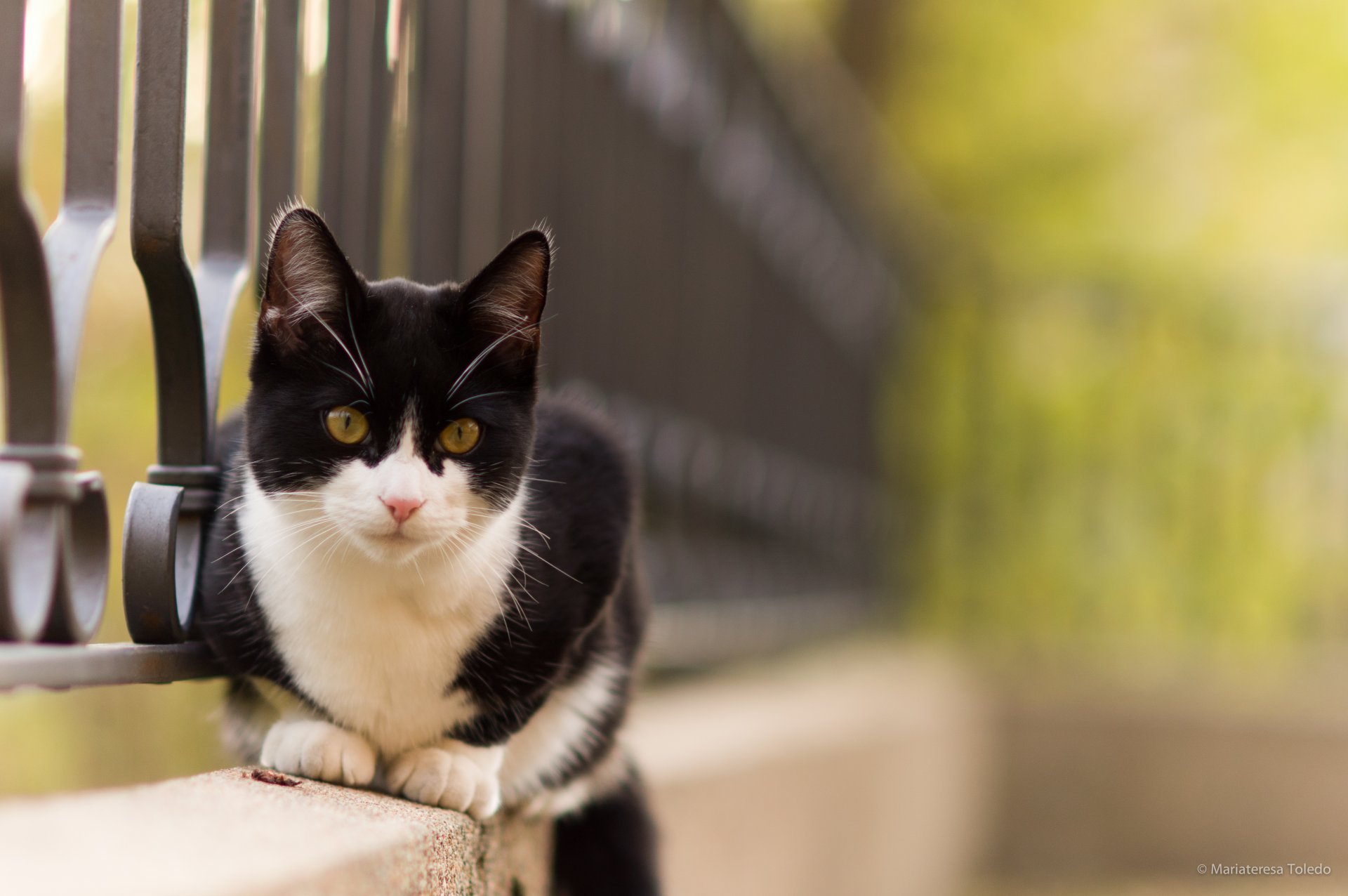 cat black and white eyes view fence nature summer