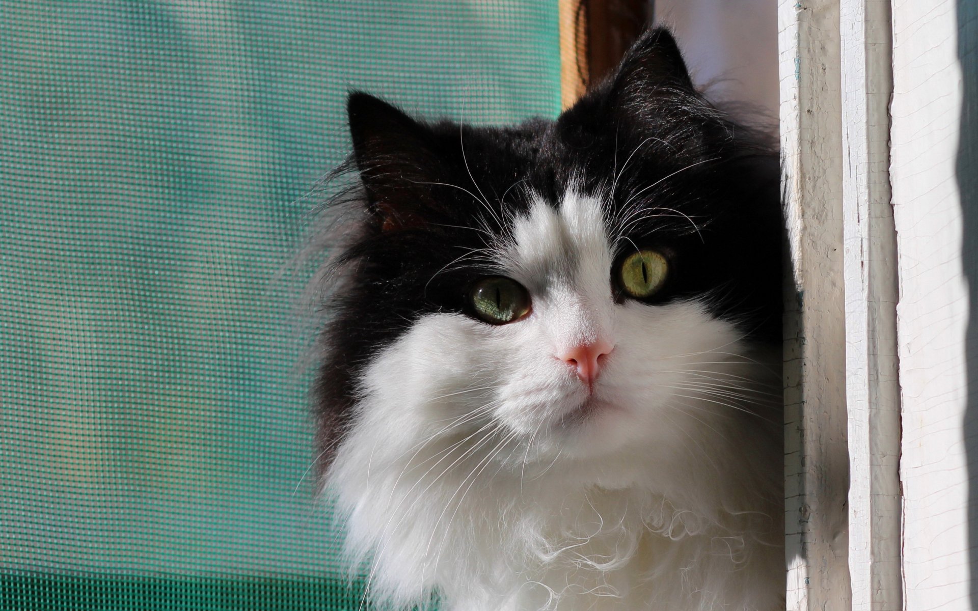 gato ventana fondo