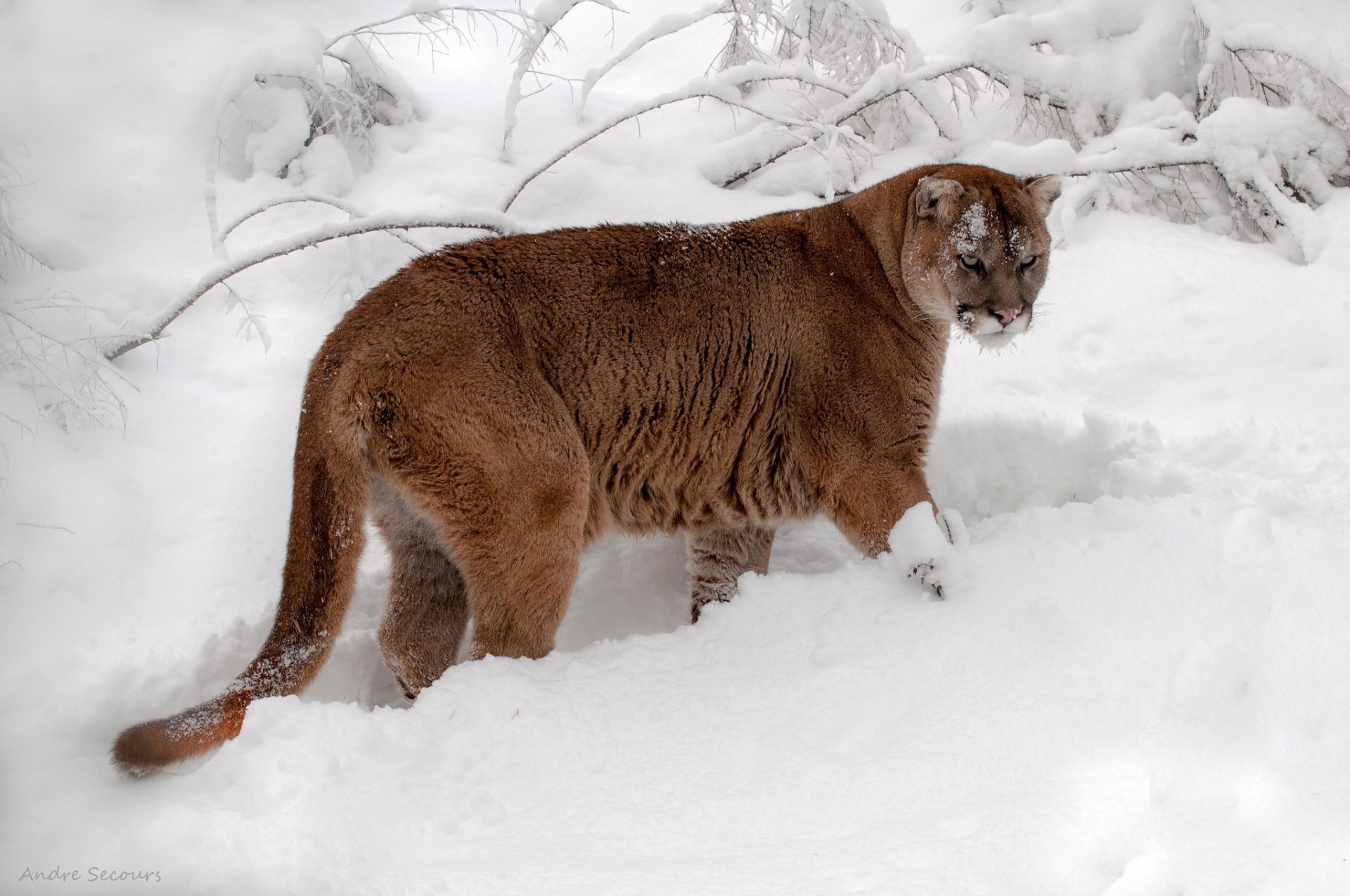 puma kaguar berglöwe schnee