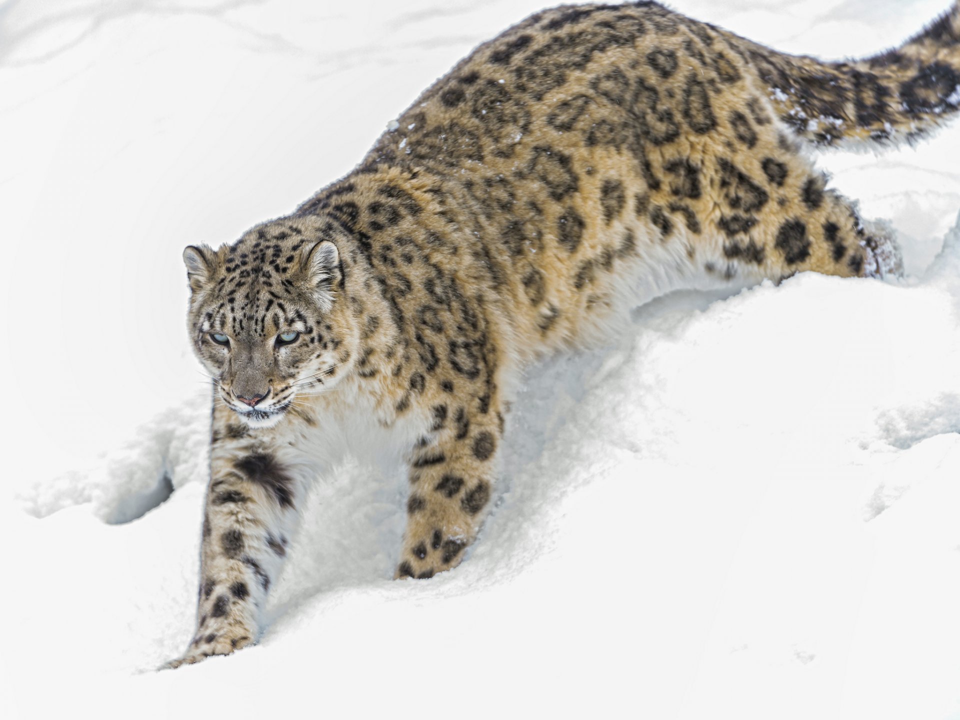 léopard des neiges chat irbis hiver neige ©tambako the jaguar