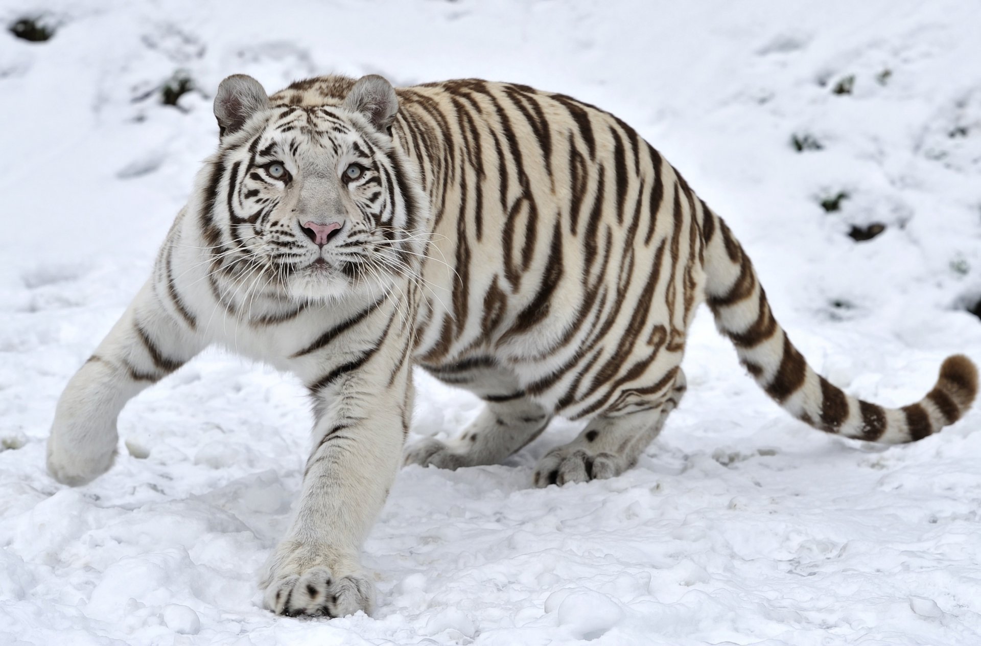 tigre depredador nieve invierno