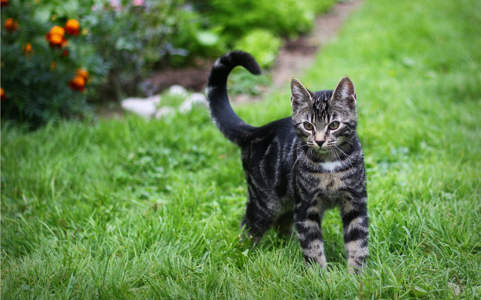 katze kote gestreift gras grüns