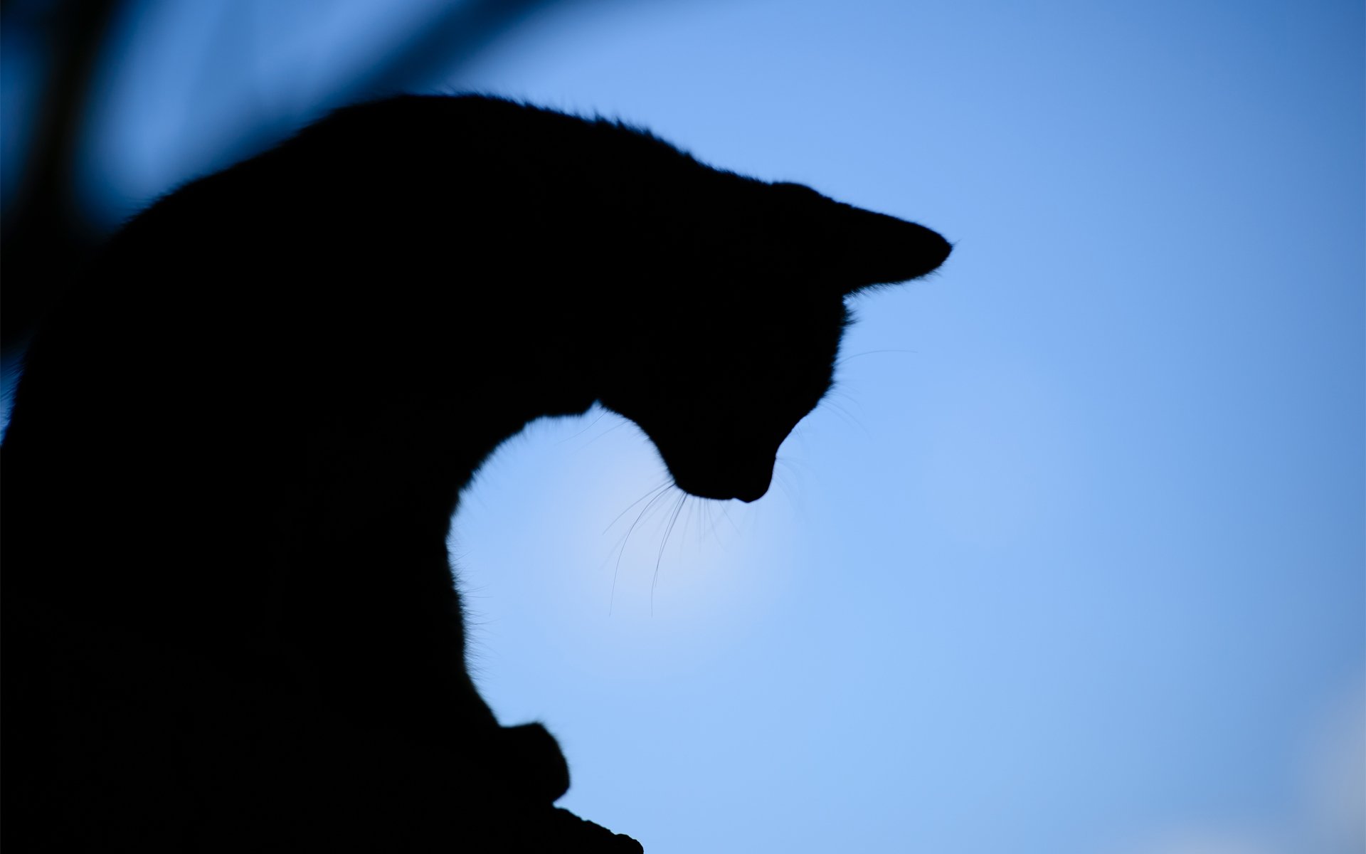 katze abend silhouette hintergrund