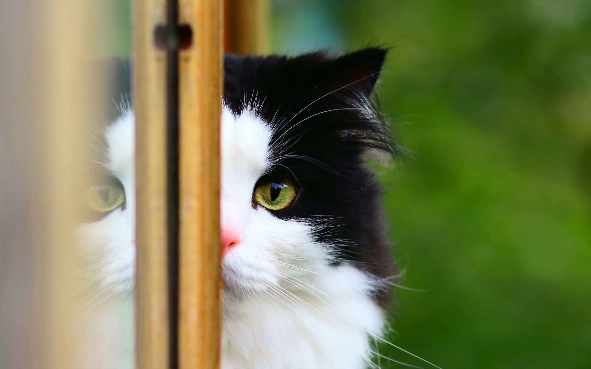 katze fenster hintergrund