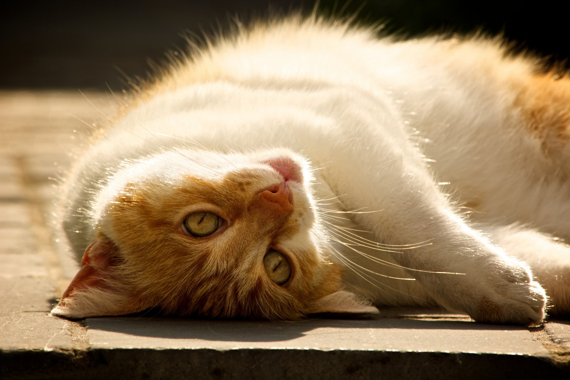 katze weißhaarige liegt ruhe