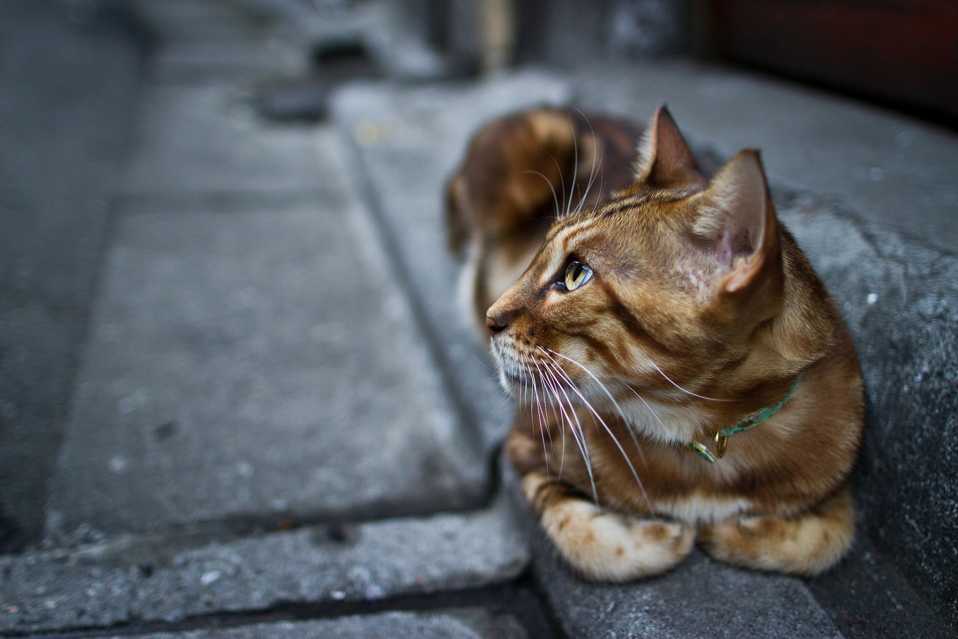 gatto gatto gatto zampe sguardo collare