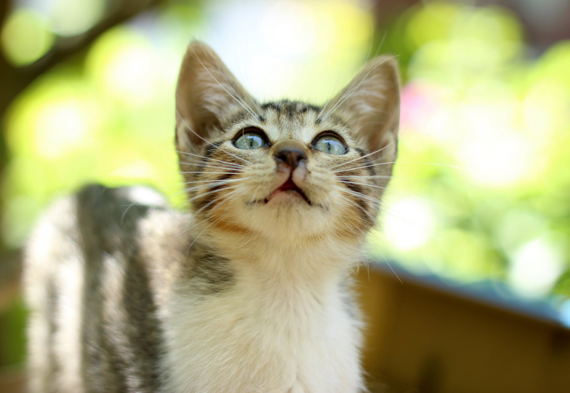 gatito rayas mirada reflejos fondo