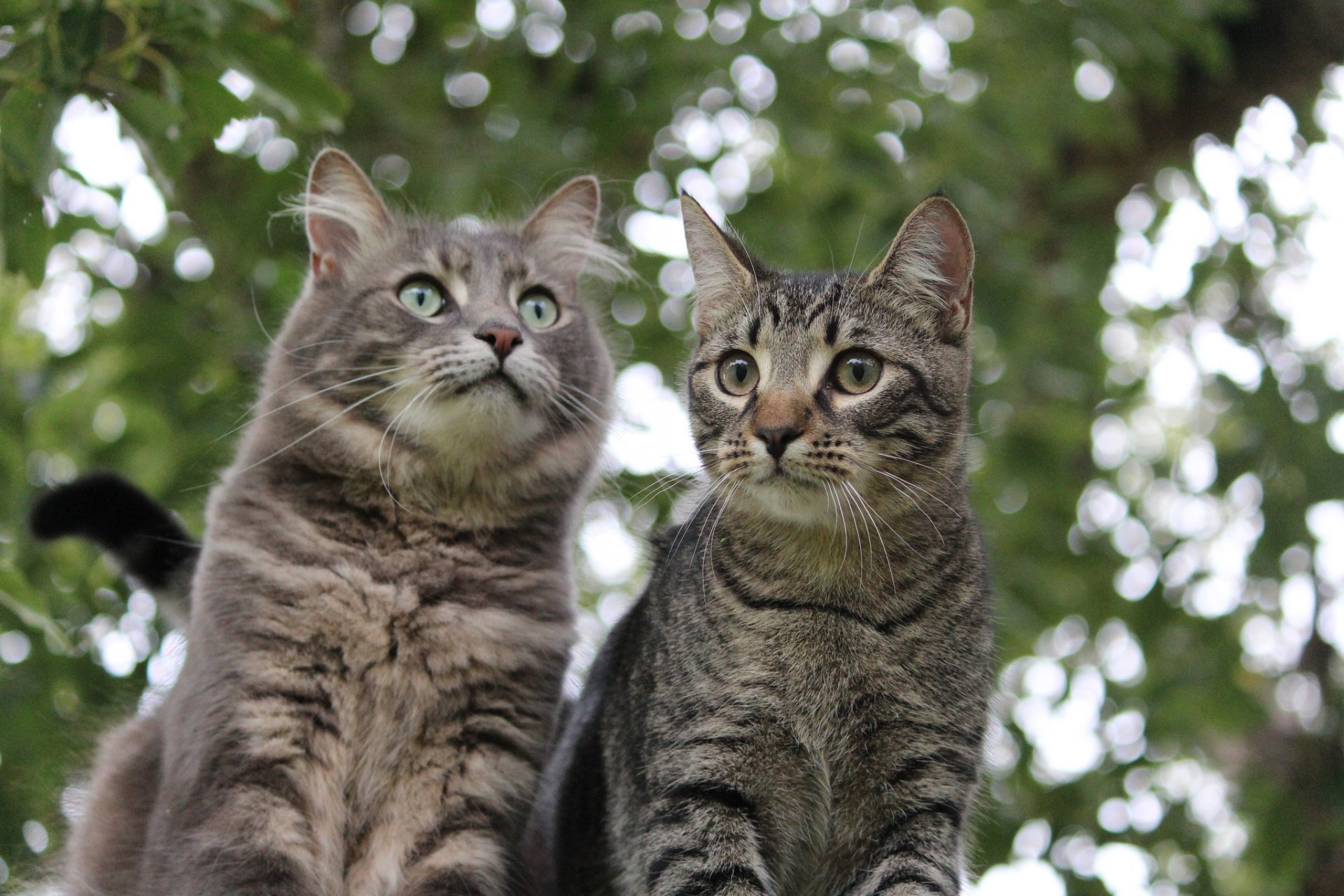 chat chaton éblouissement fond