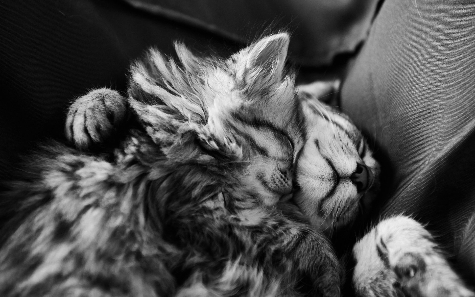 chatons sommeil dormir monochrome fourrure noir et blanc